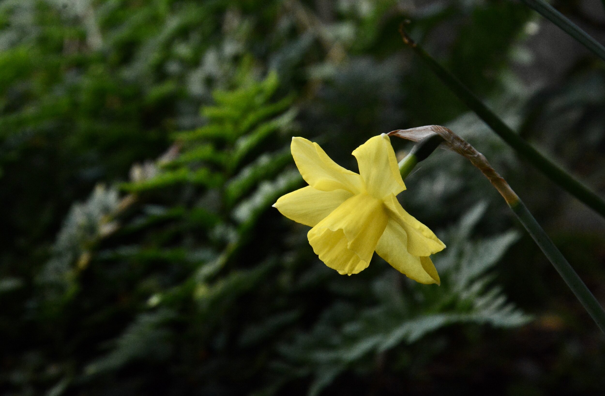 Day 4: Patience (March 20, 2020)