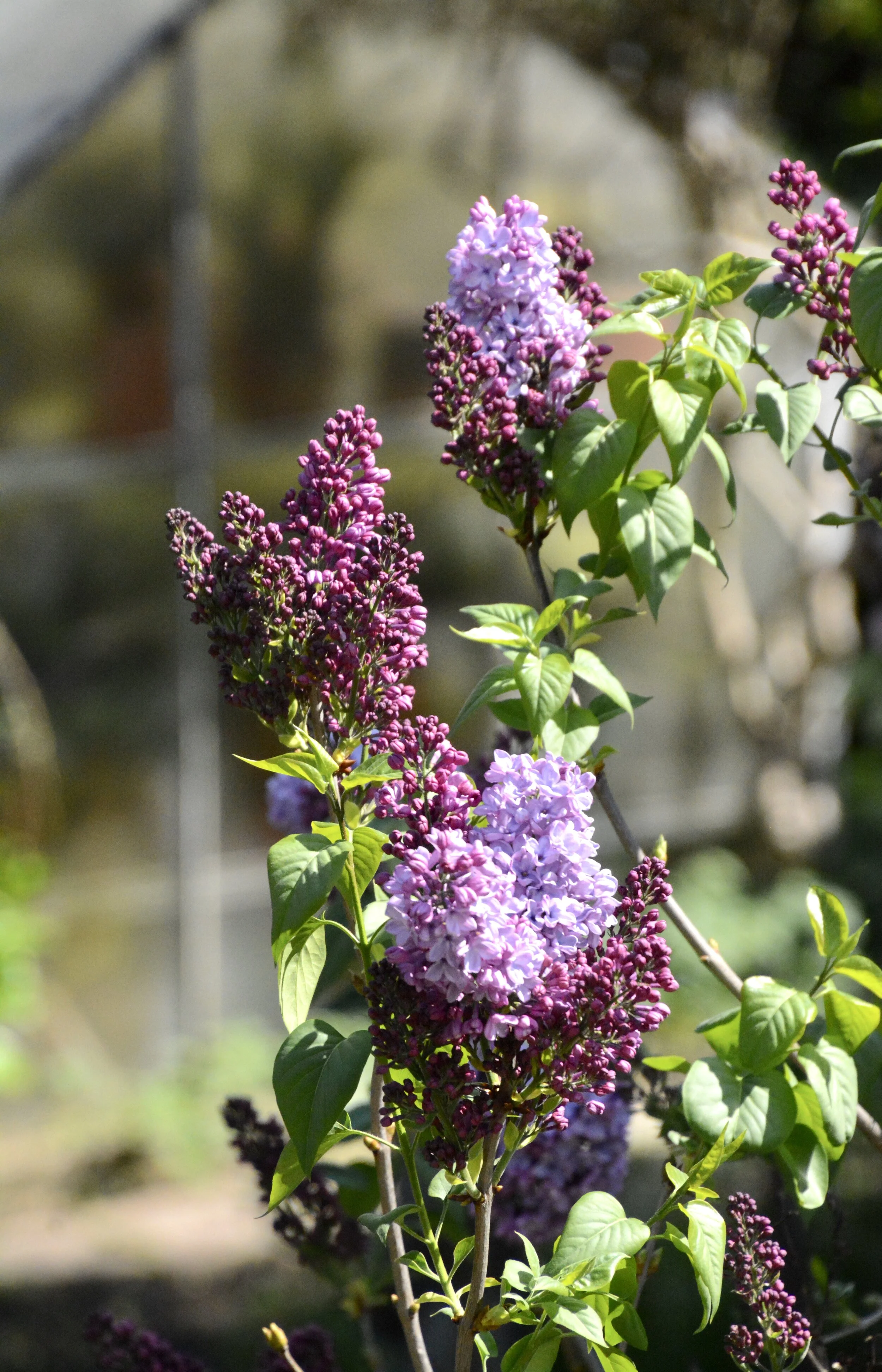 Day 5: Connection (March 21, 2020)