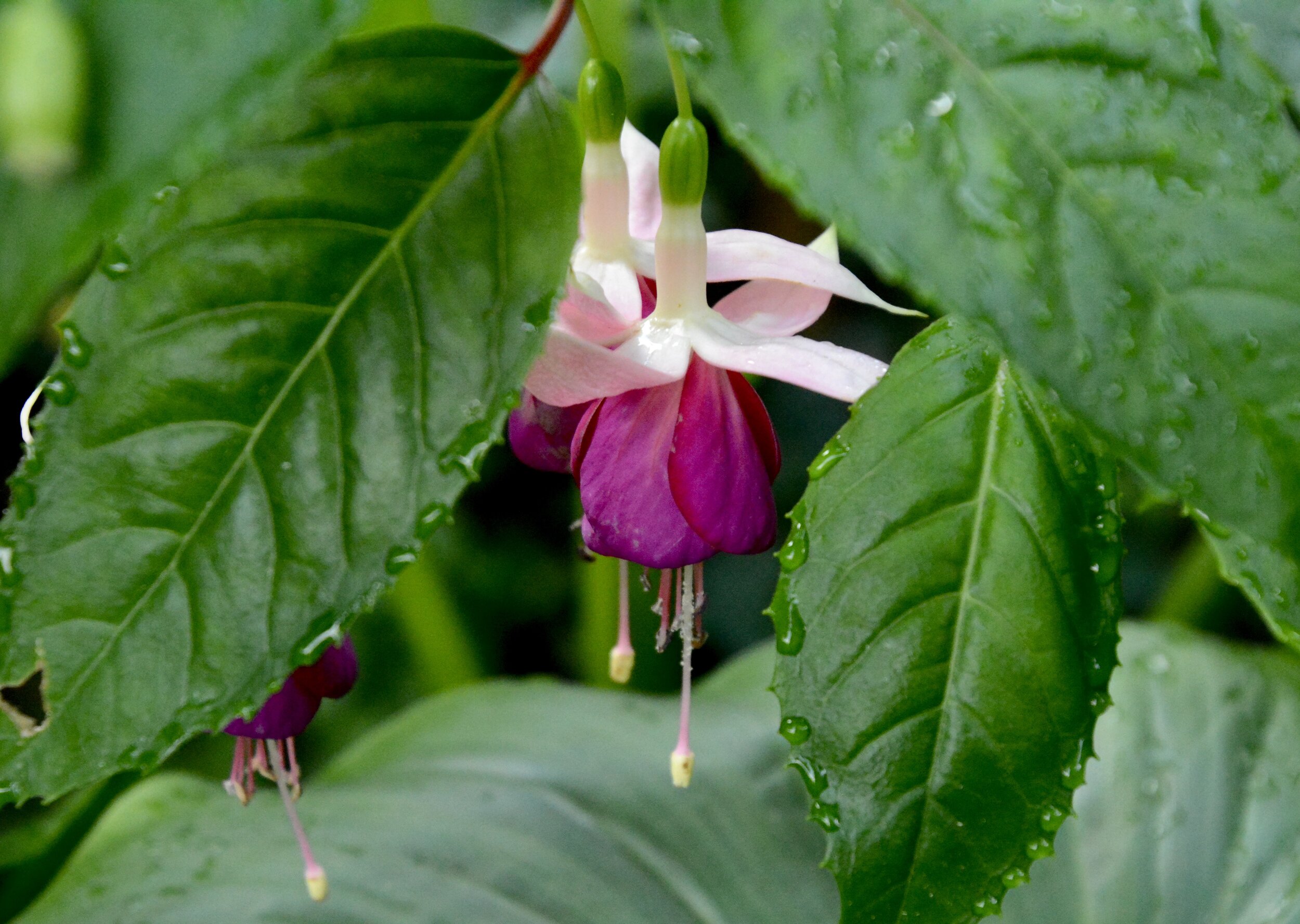 Day Six: Dancing in the Light (March 22, 2020)