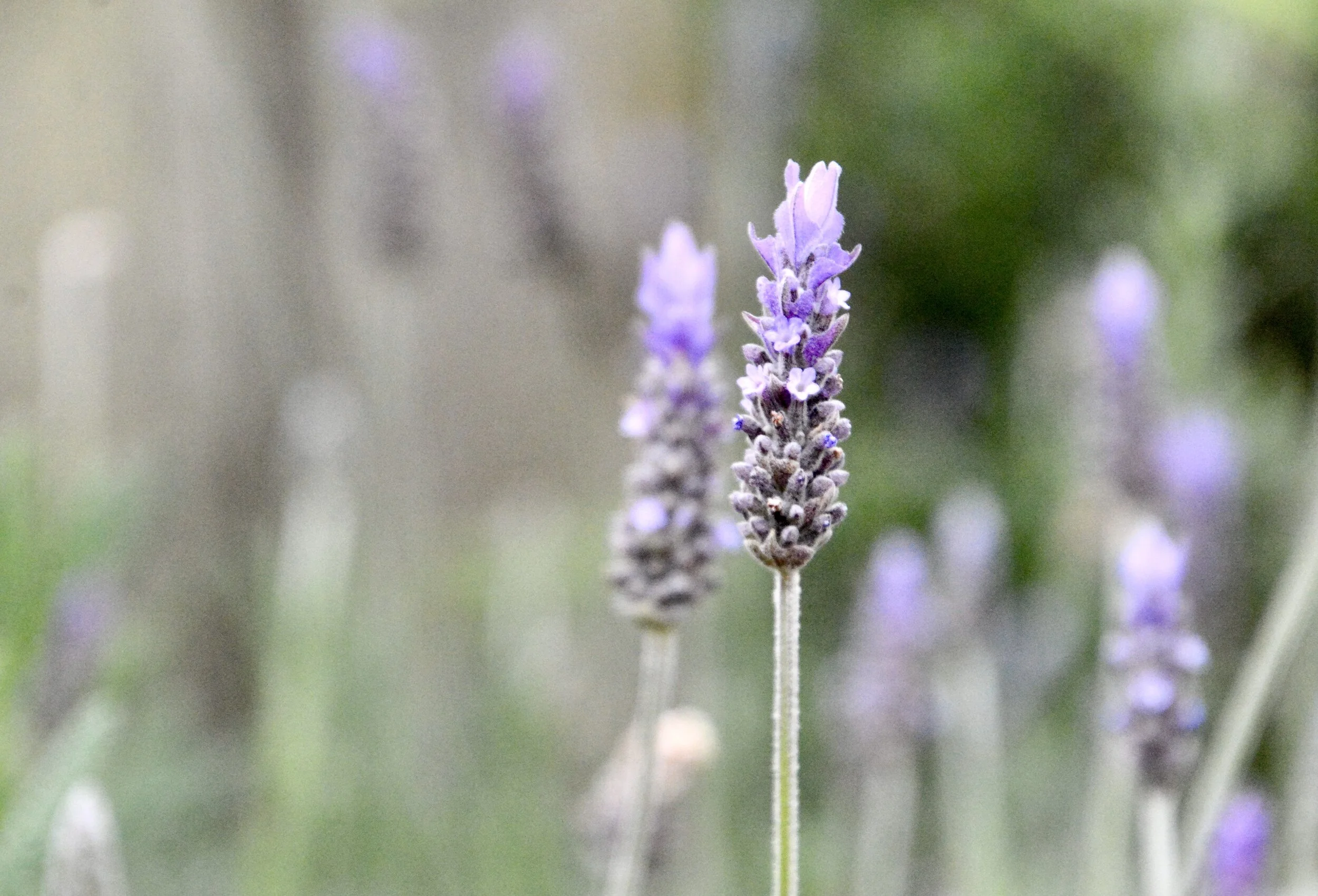 Day Seven: Soldiering On (March 23, 2020)