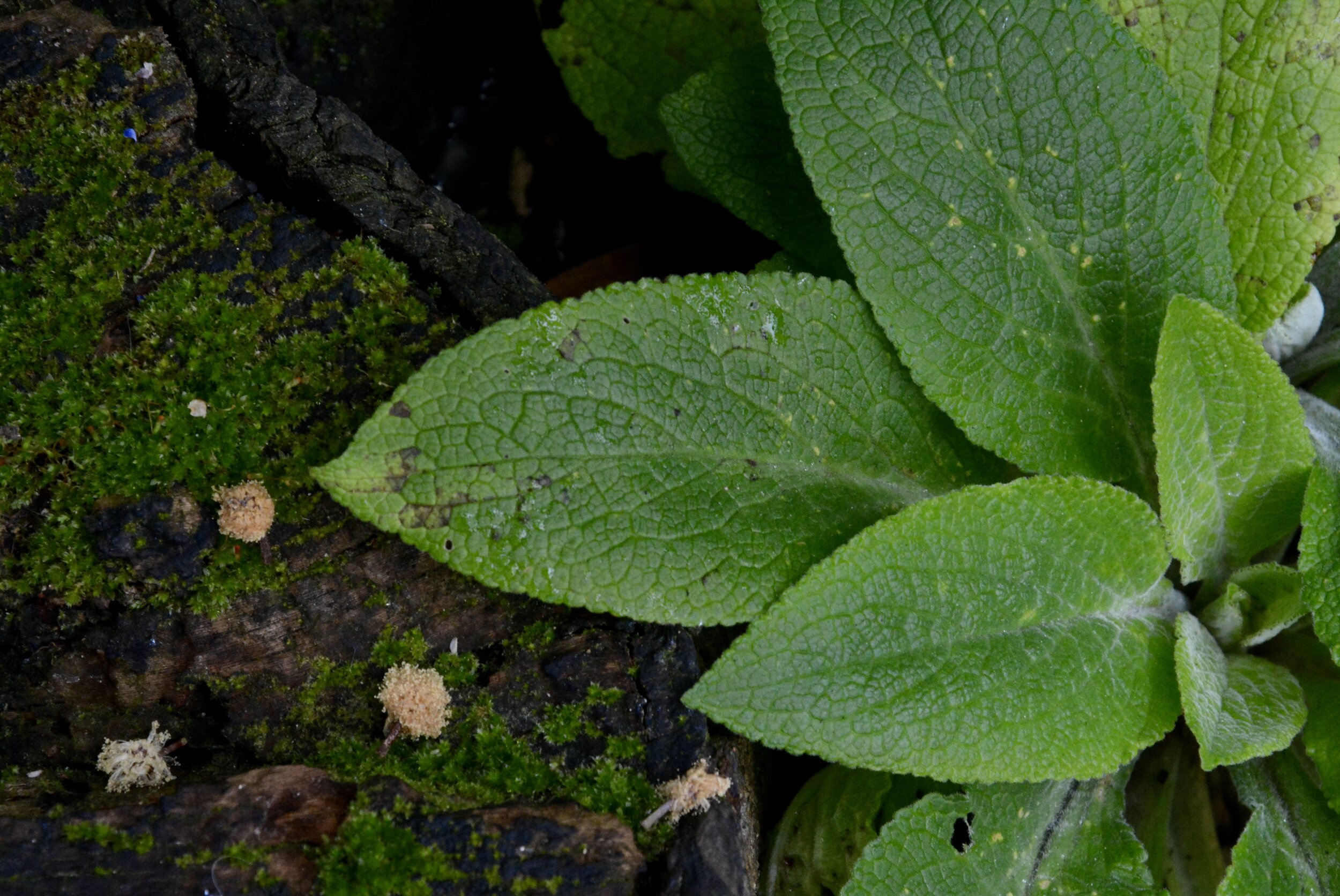 Day Nine: Adaptation (March 25, 2020)