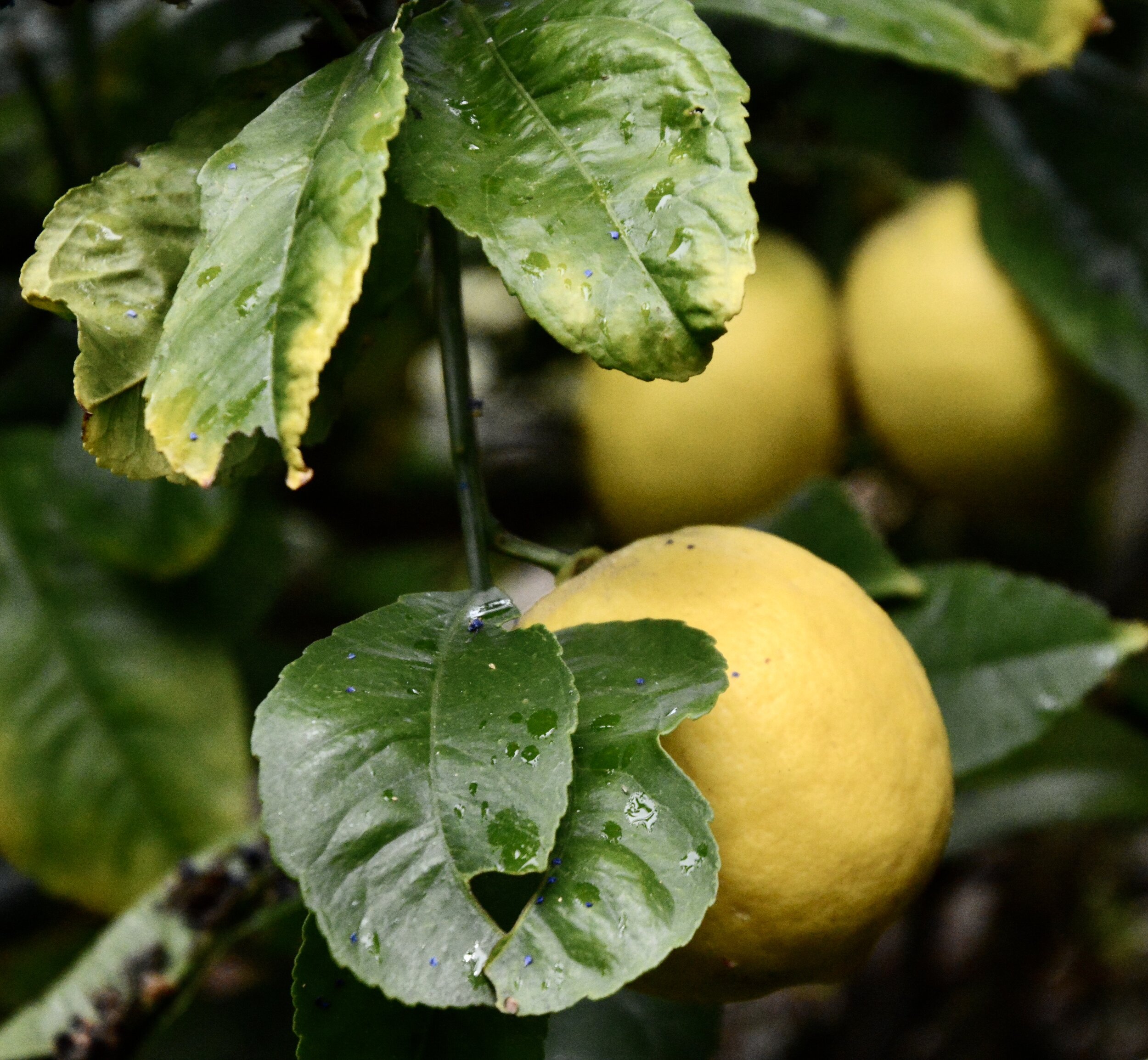 Day Ten: Hidden Treasure (March 26, 2020)