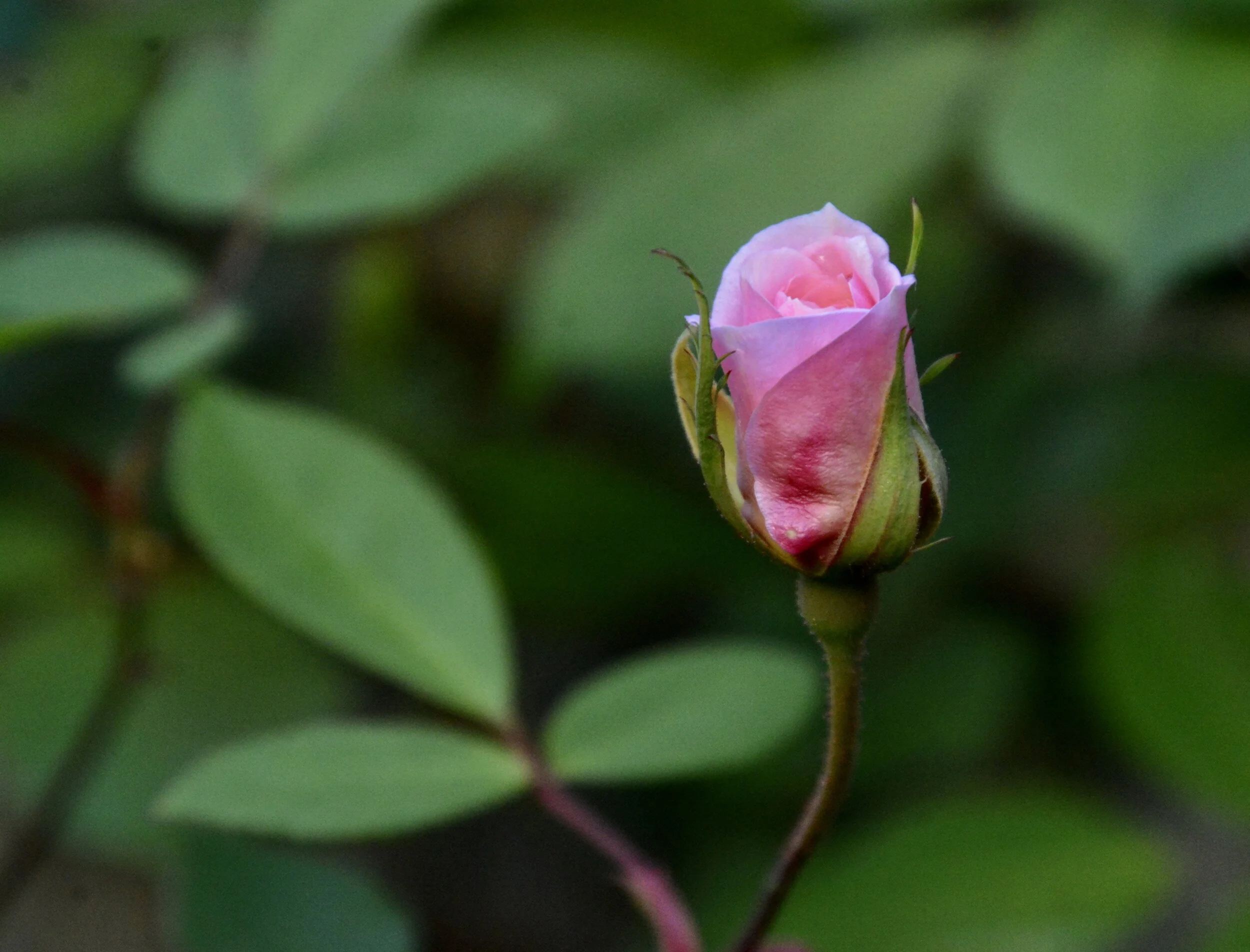 Day Twelve: Waiting (March 28, 2020)