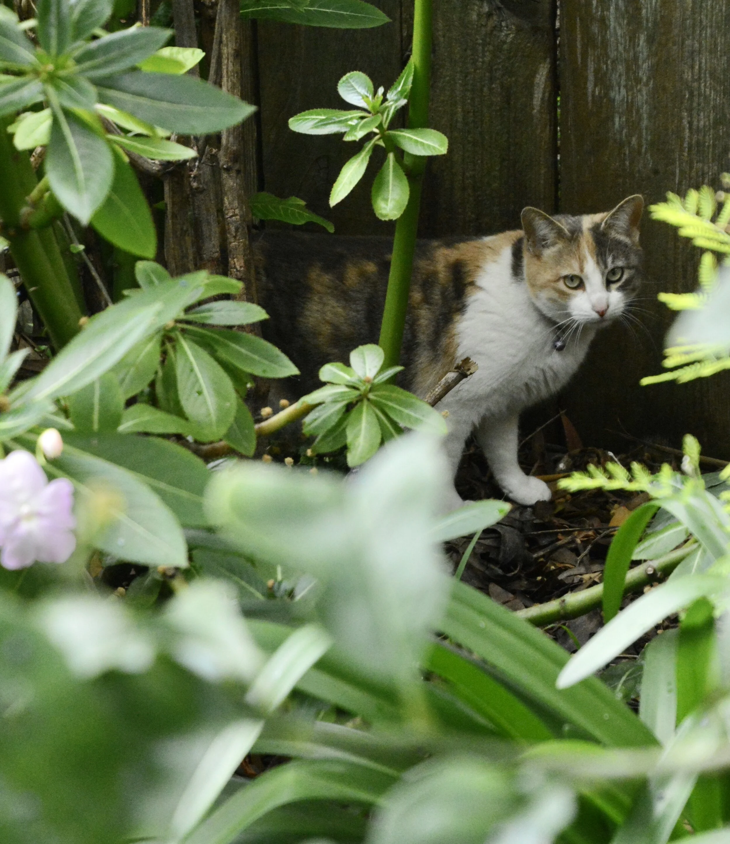 Day Fifteen: Social Distancing (March 31, 2020)