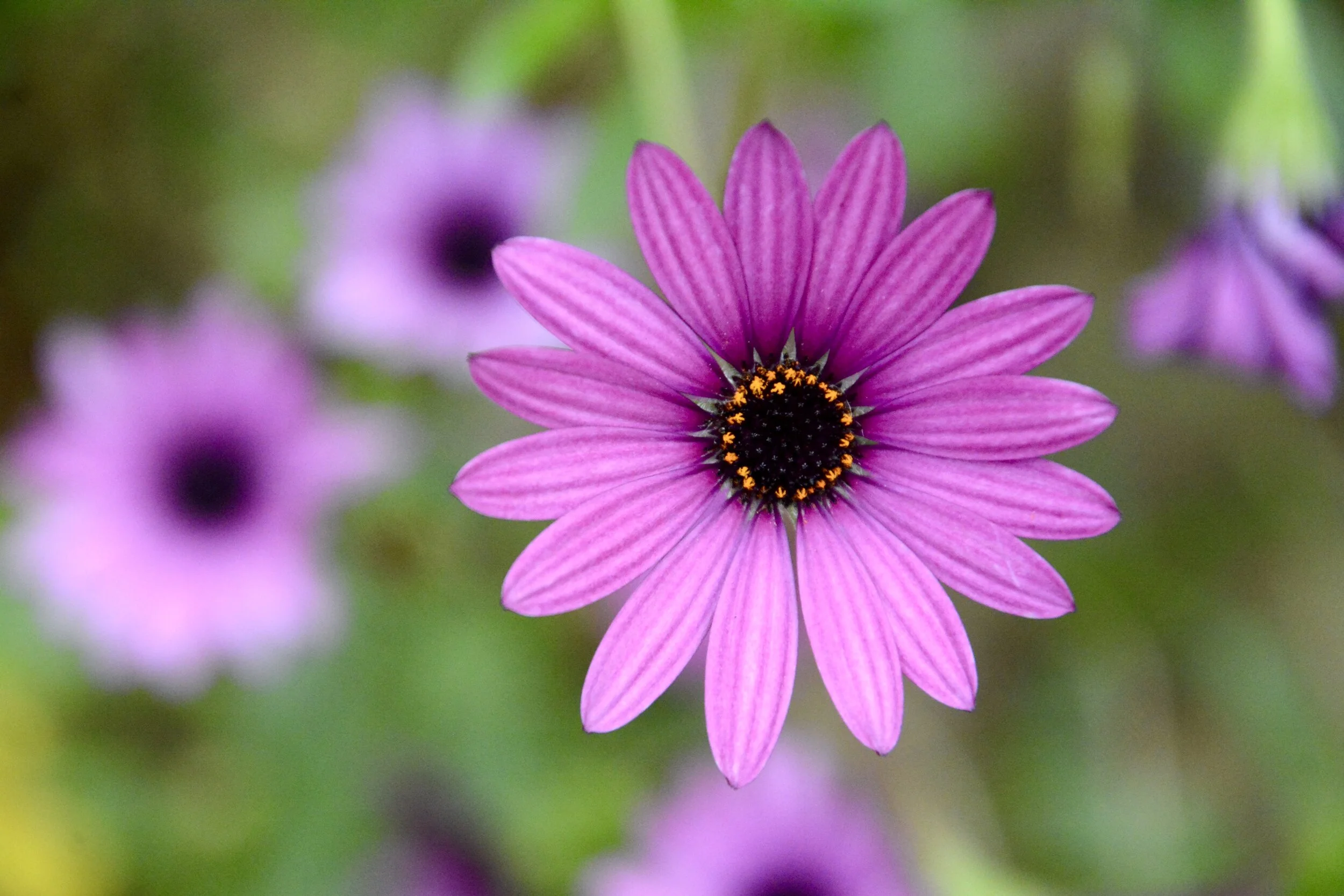 Day Sixteen: Resisting Fear (April 1, 2020)