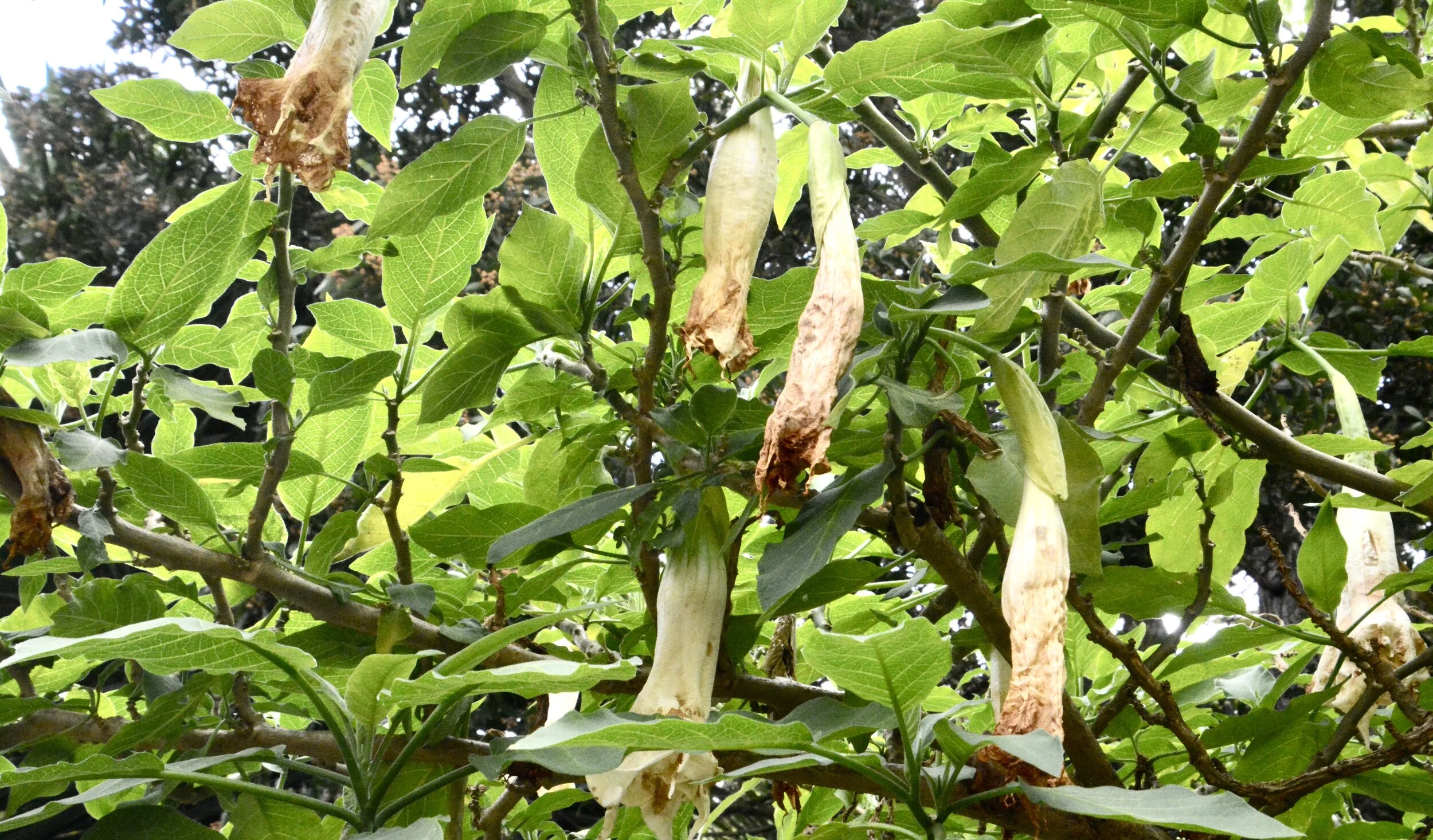 Day 20: Rebirth (April 5, 2020)