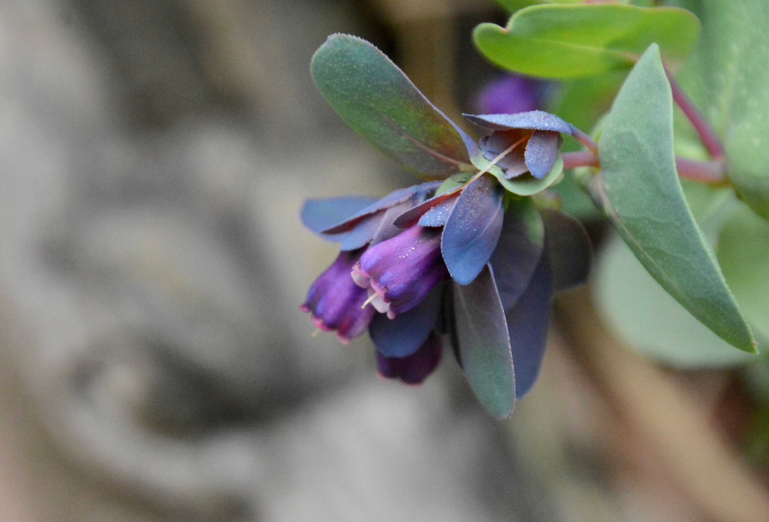 Day 21: Pass It On (April 6, 2020)