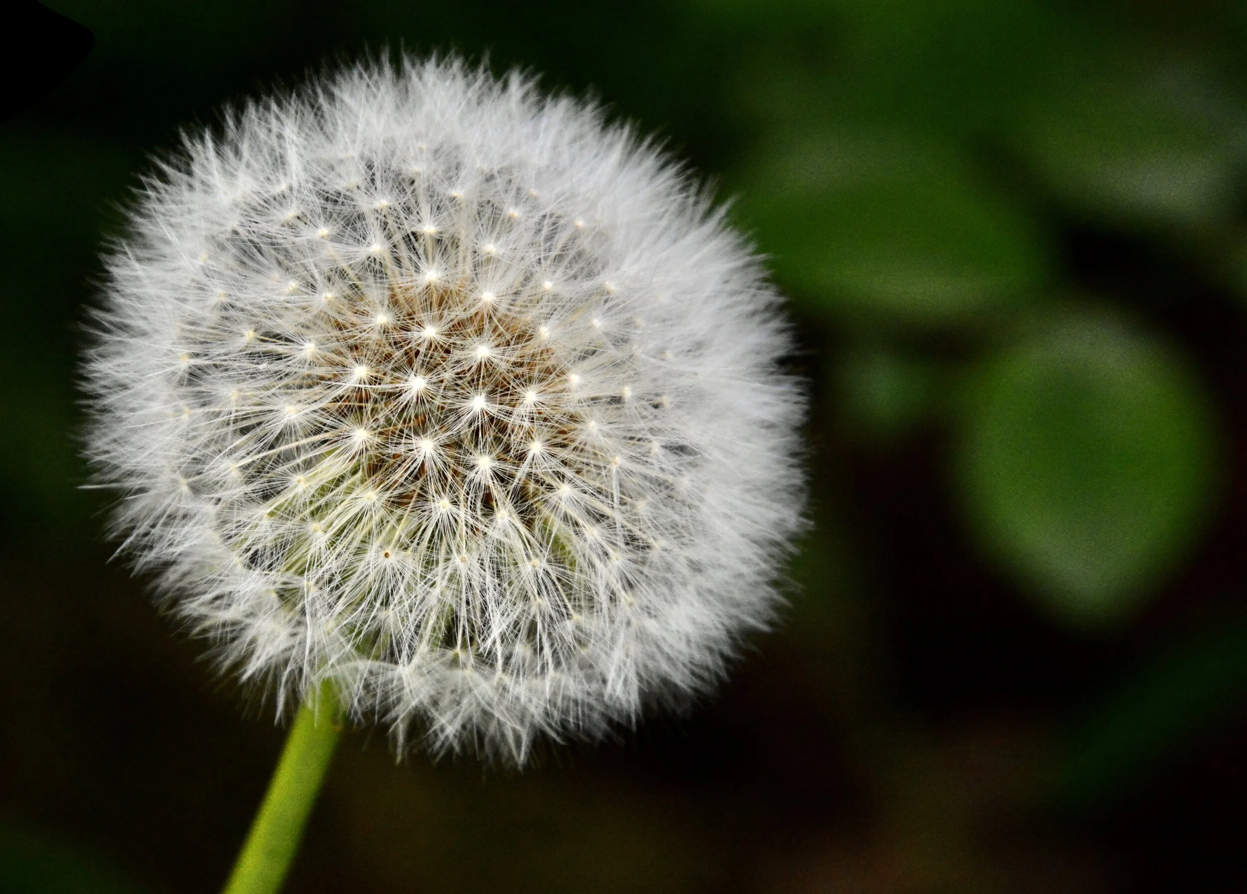 Day 25: Grief (April 10, 2020)