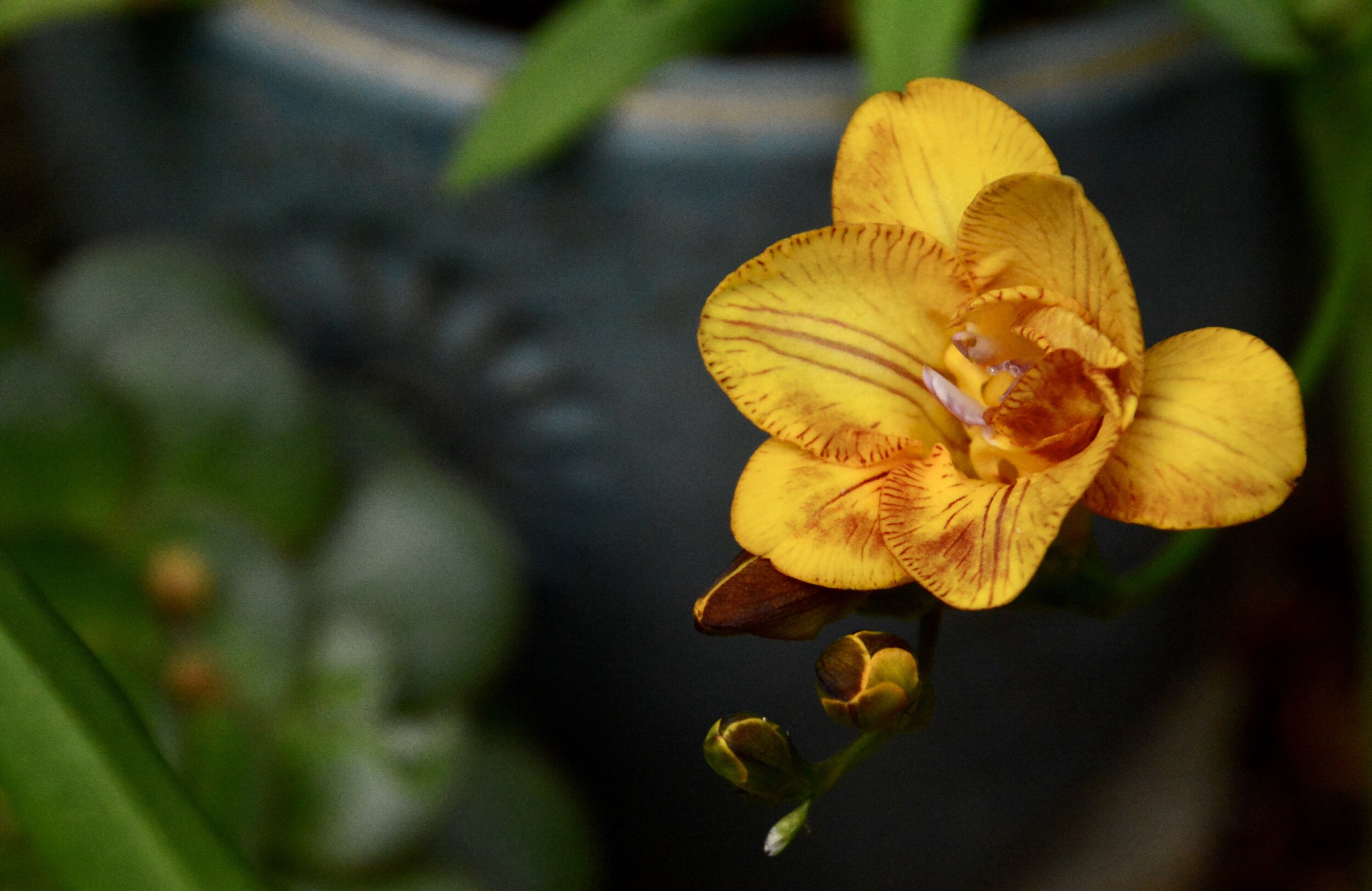 Day 26: Forgotten Beauty (April 11, 2020)