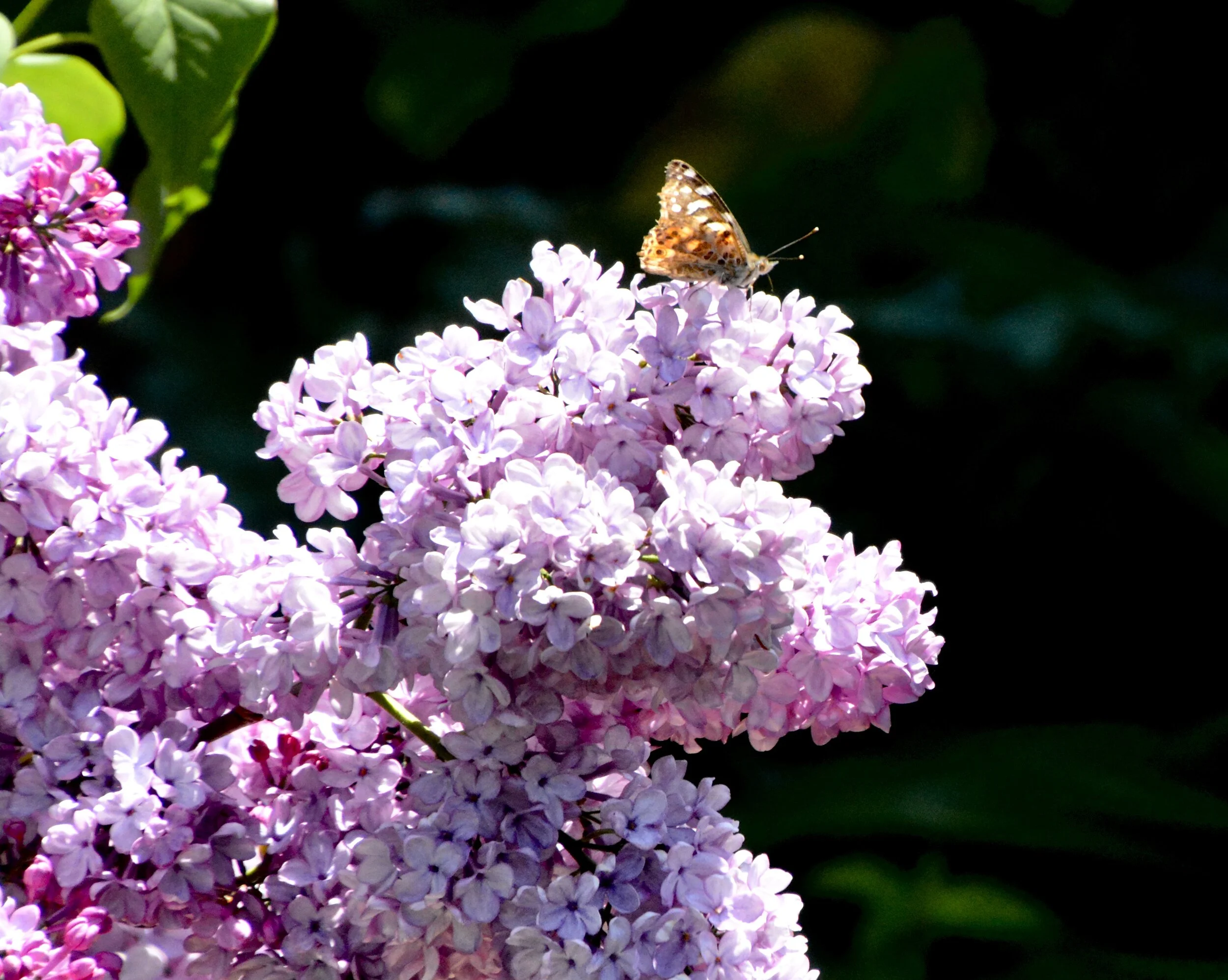 Day 27: We Are Not Alone (April 12, 2020)