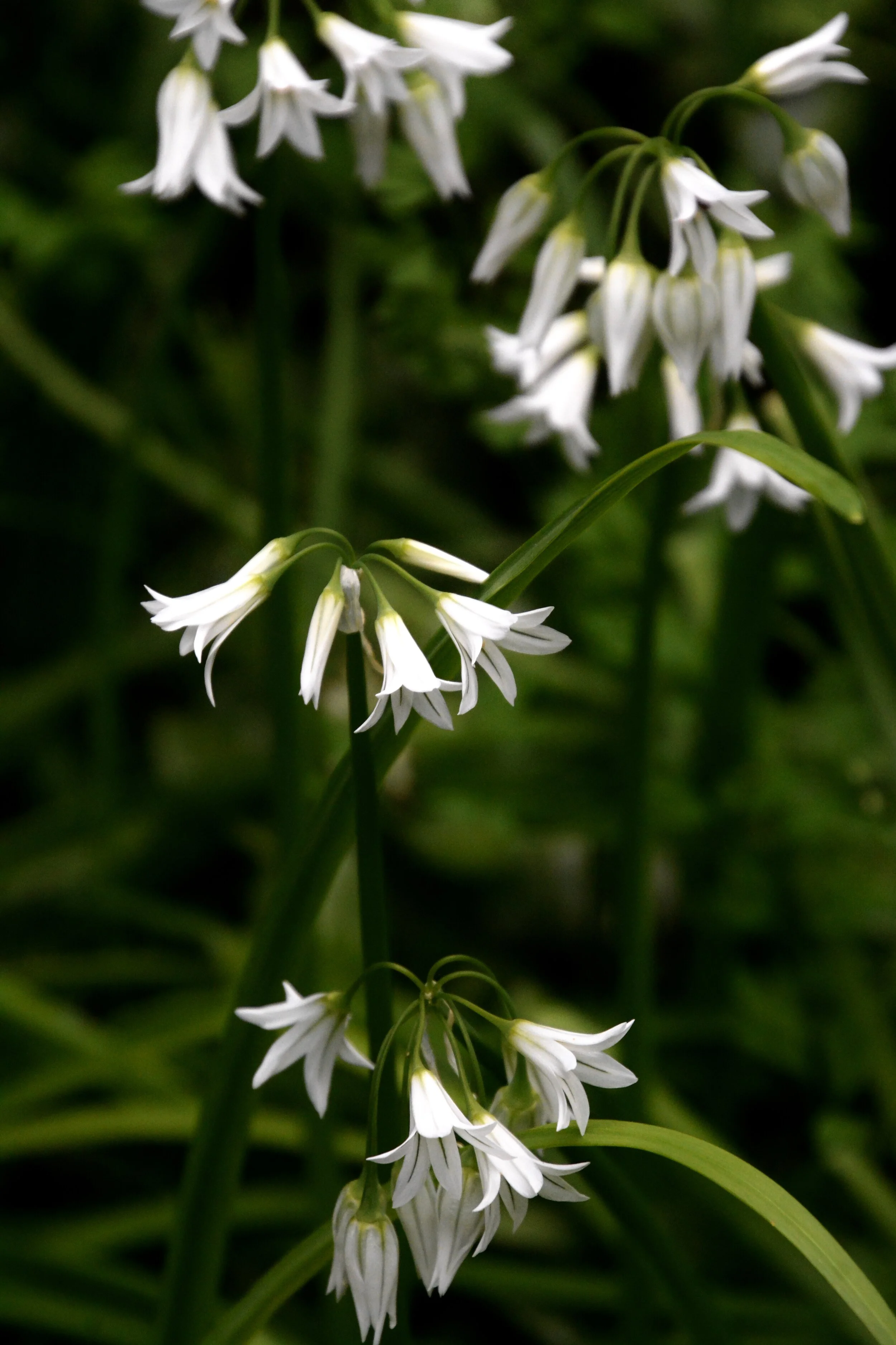 Day 28: Flowers or Weeds? (April 13, 2020)