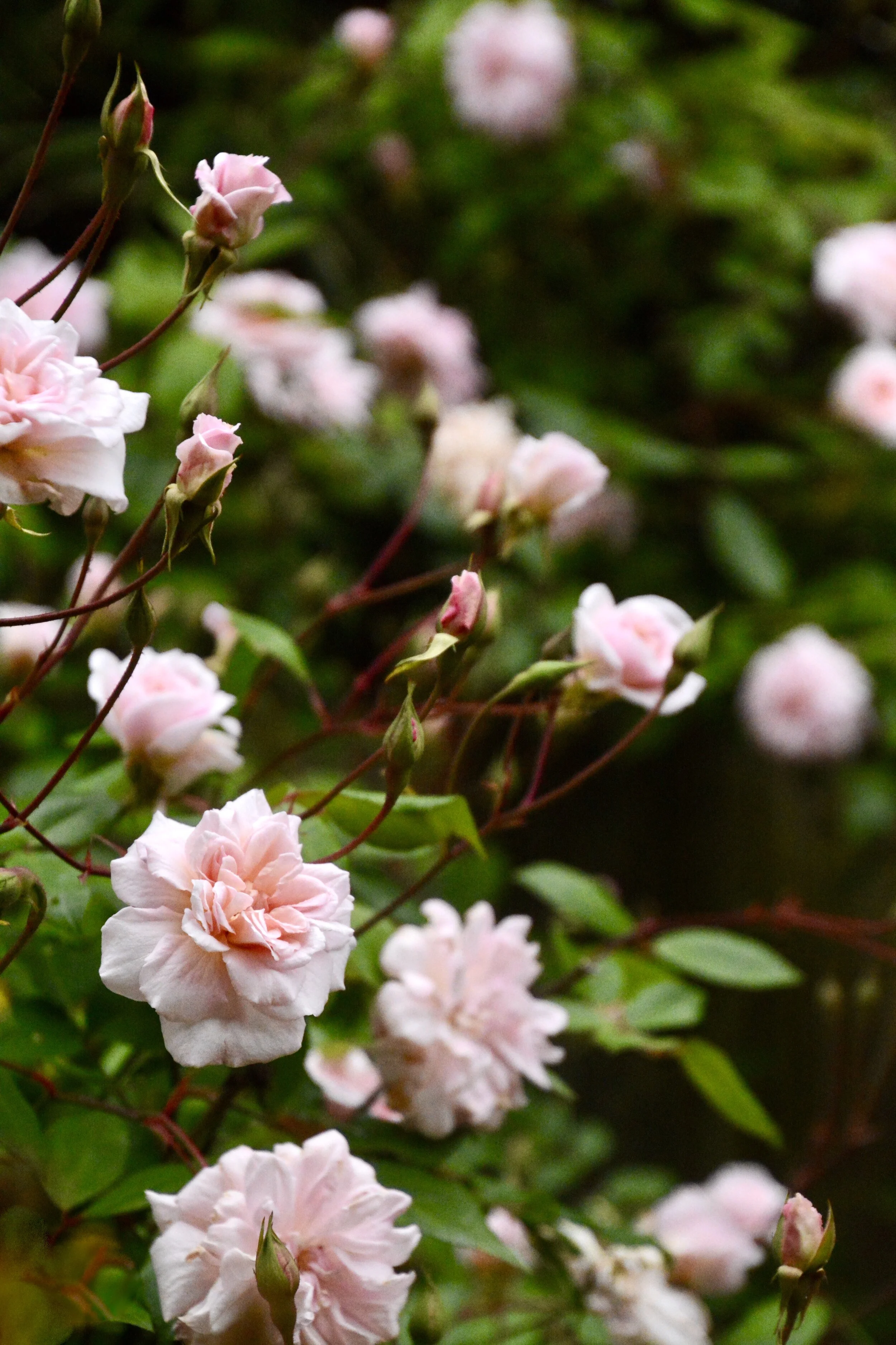 Shelter in Place, Day 34