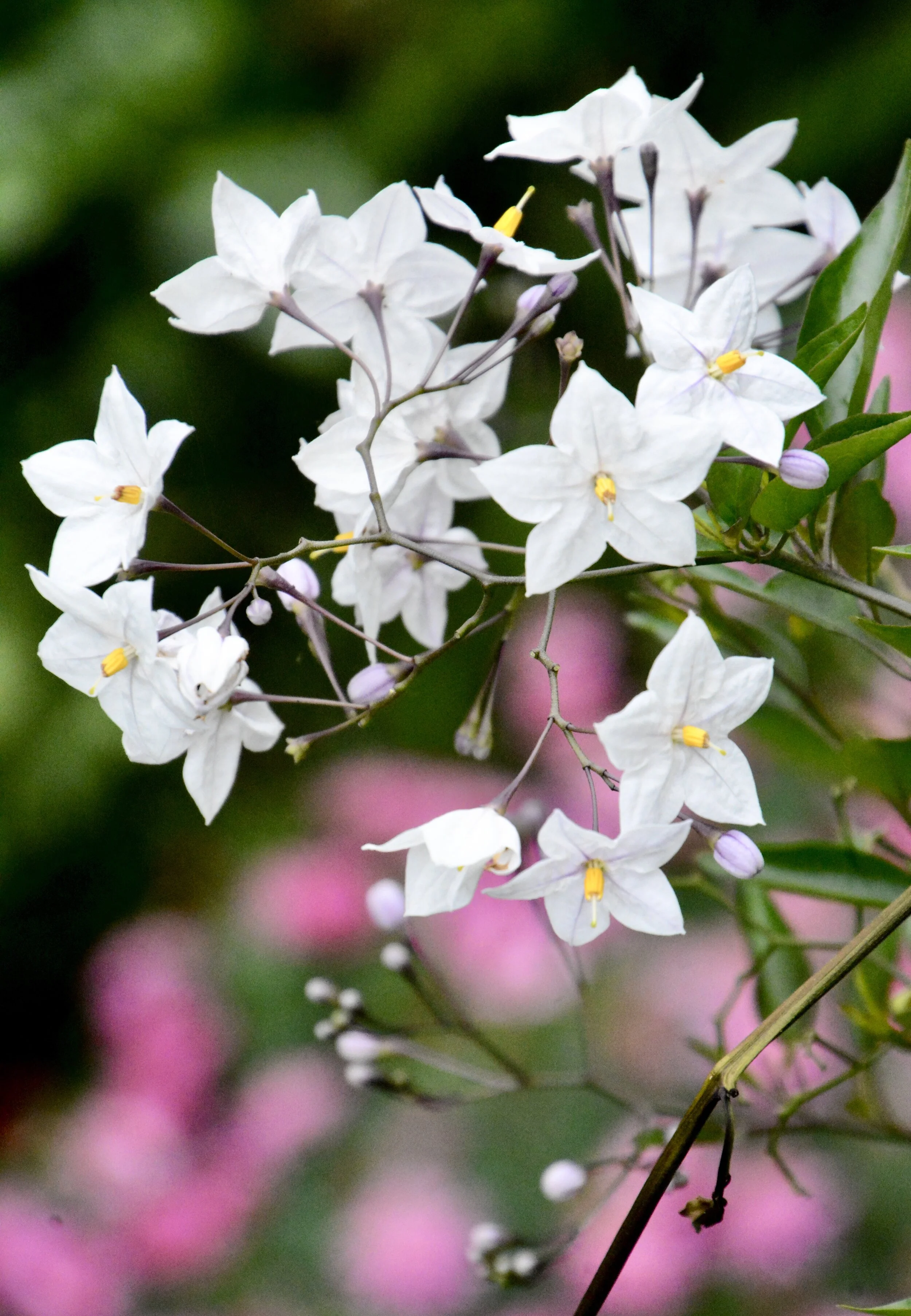 Day 37: Tip of the Iceberg