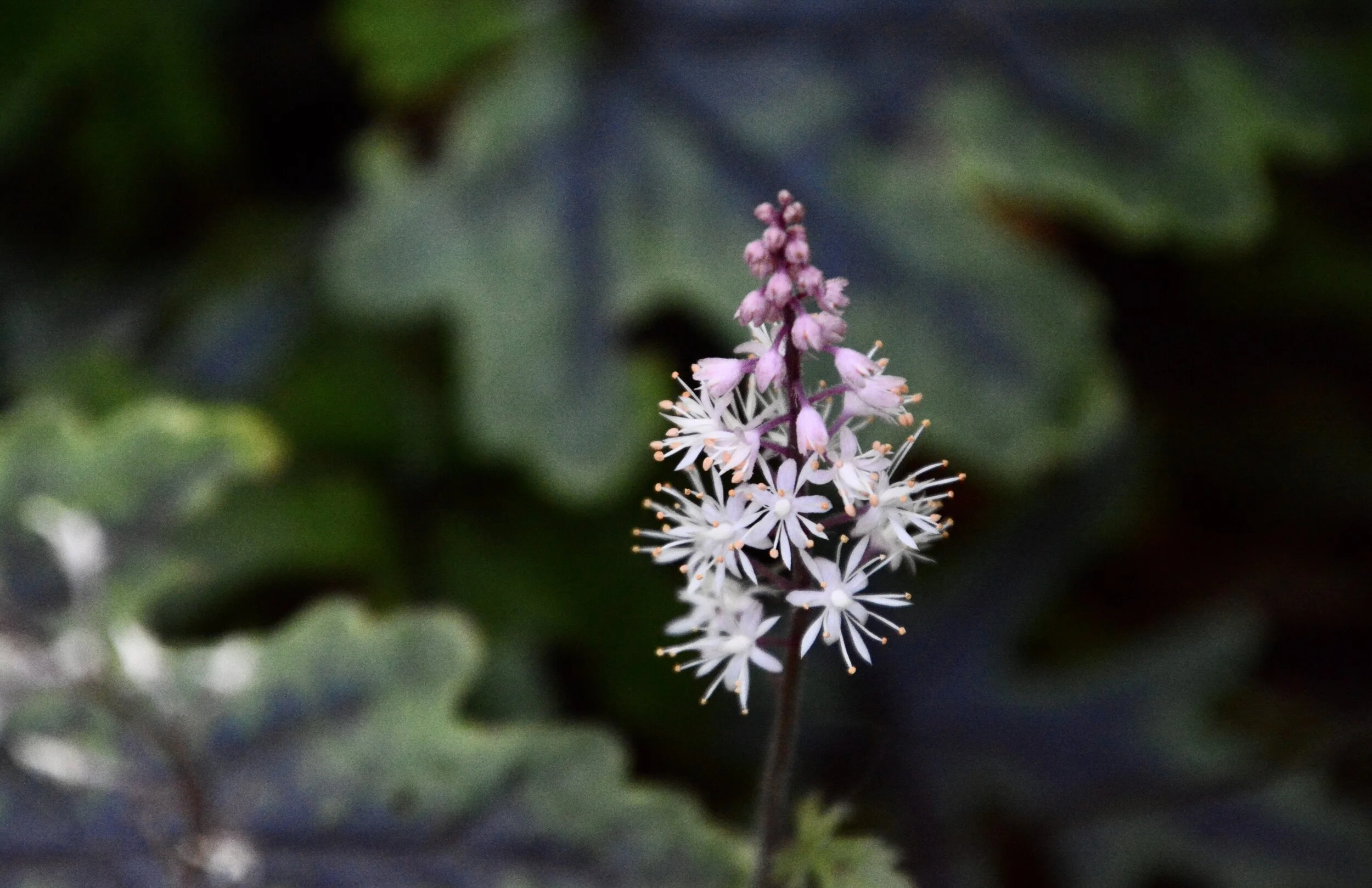 Day 38: A Delicate Act