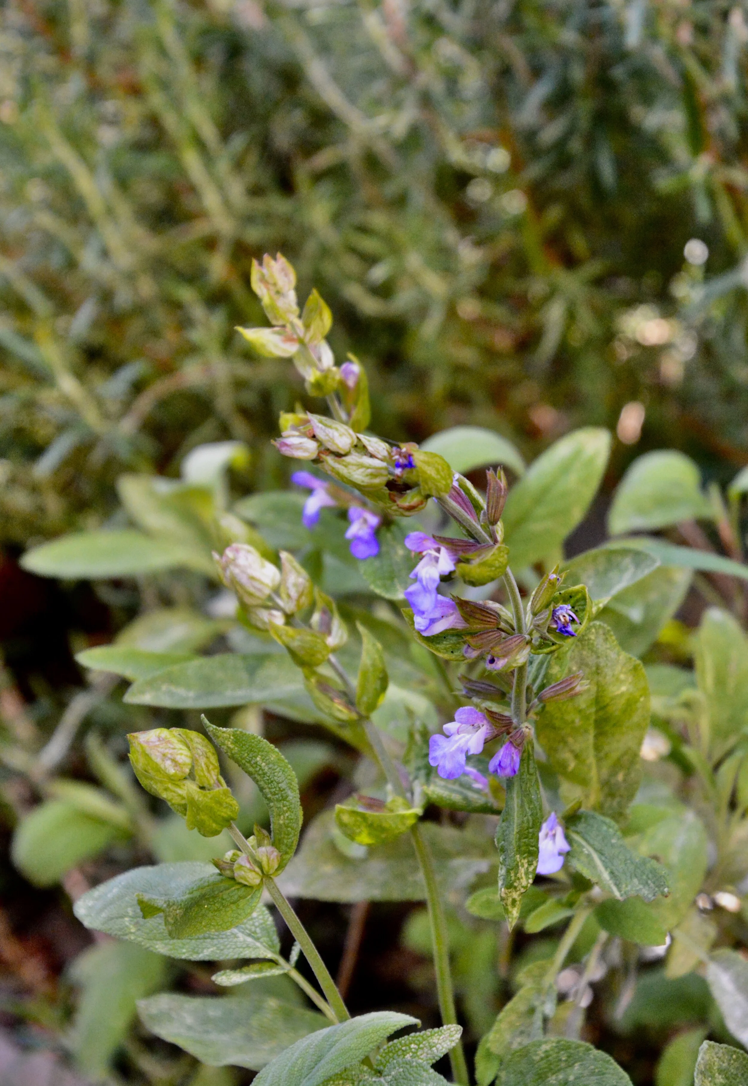 Day 40: Parsley, Sage, Rosemary and Thyme