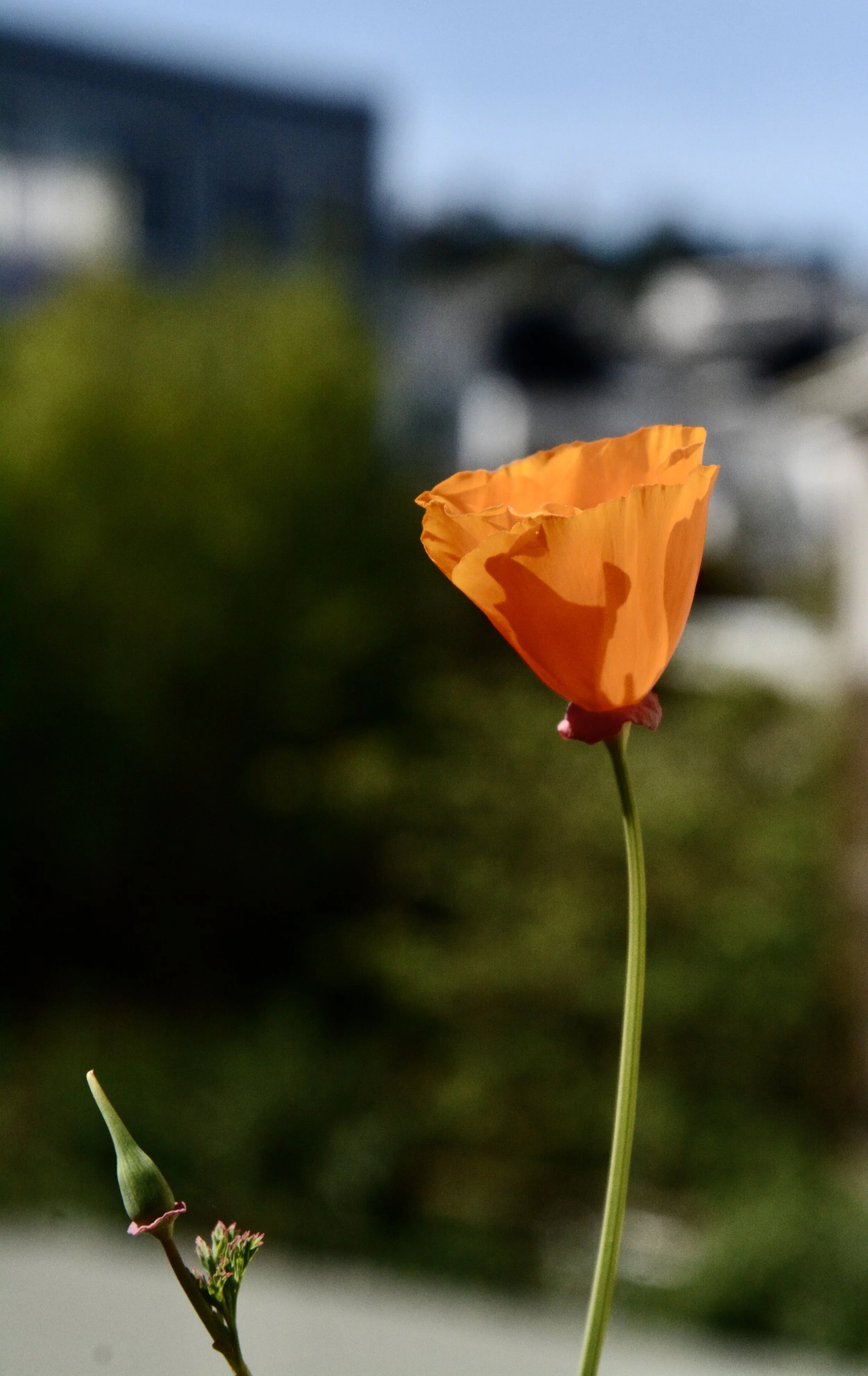 Day 41: Together, Alone