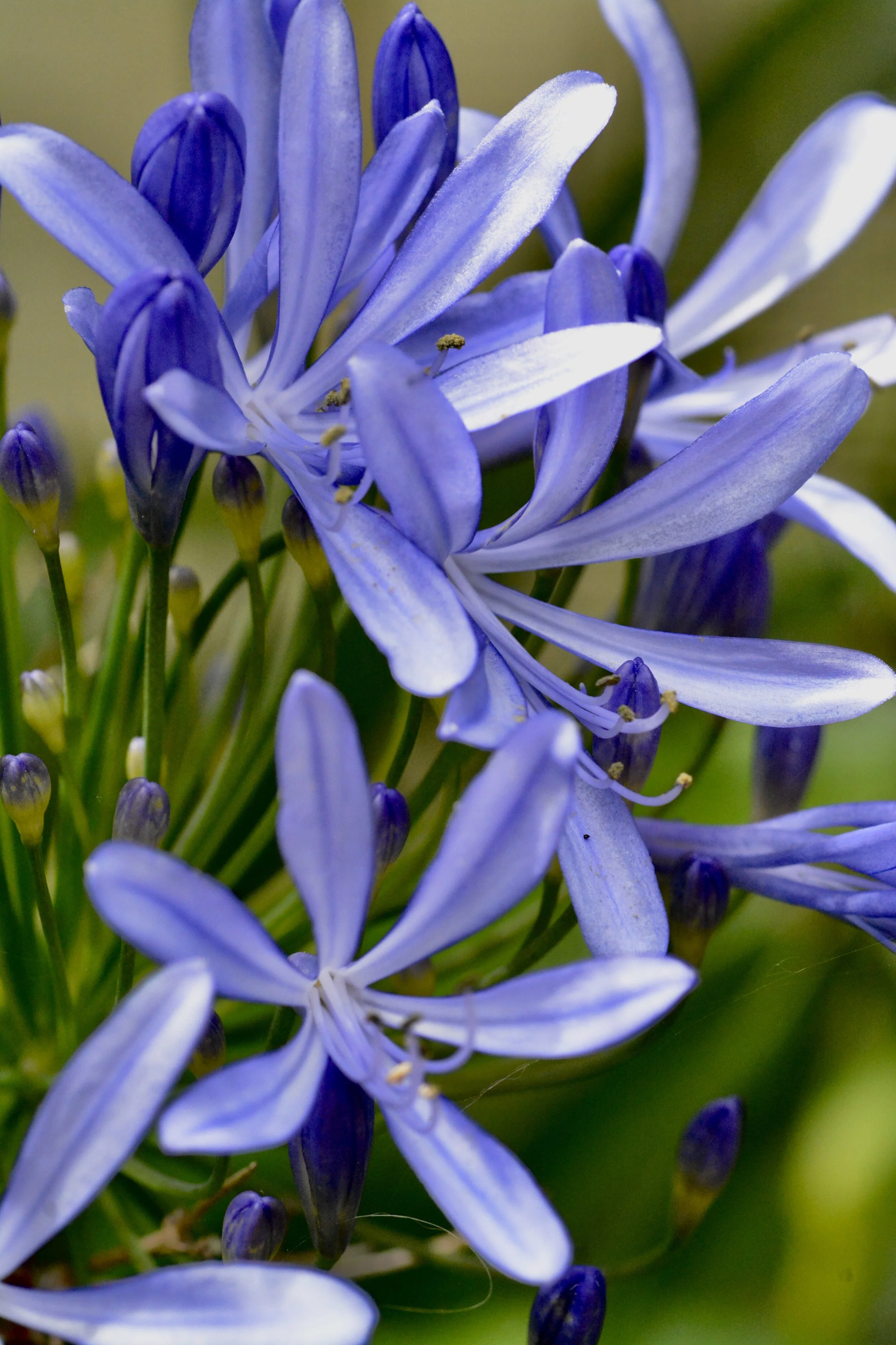 agapanthus.jpeg