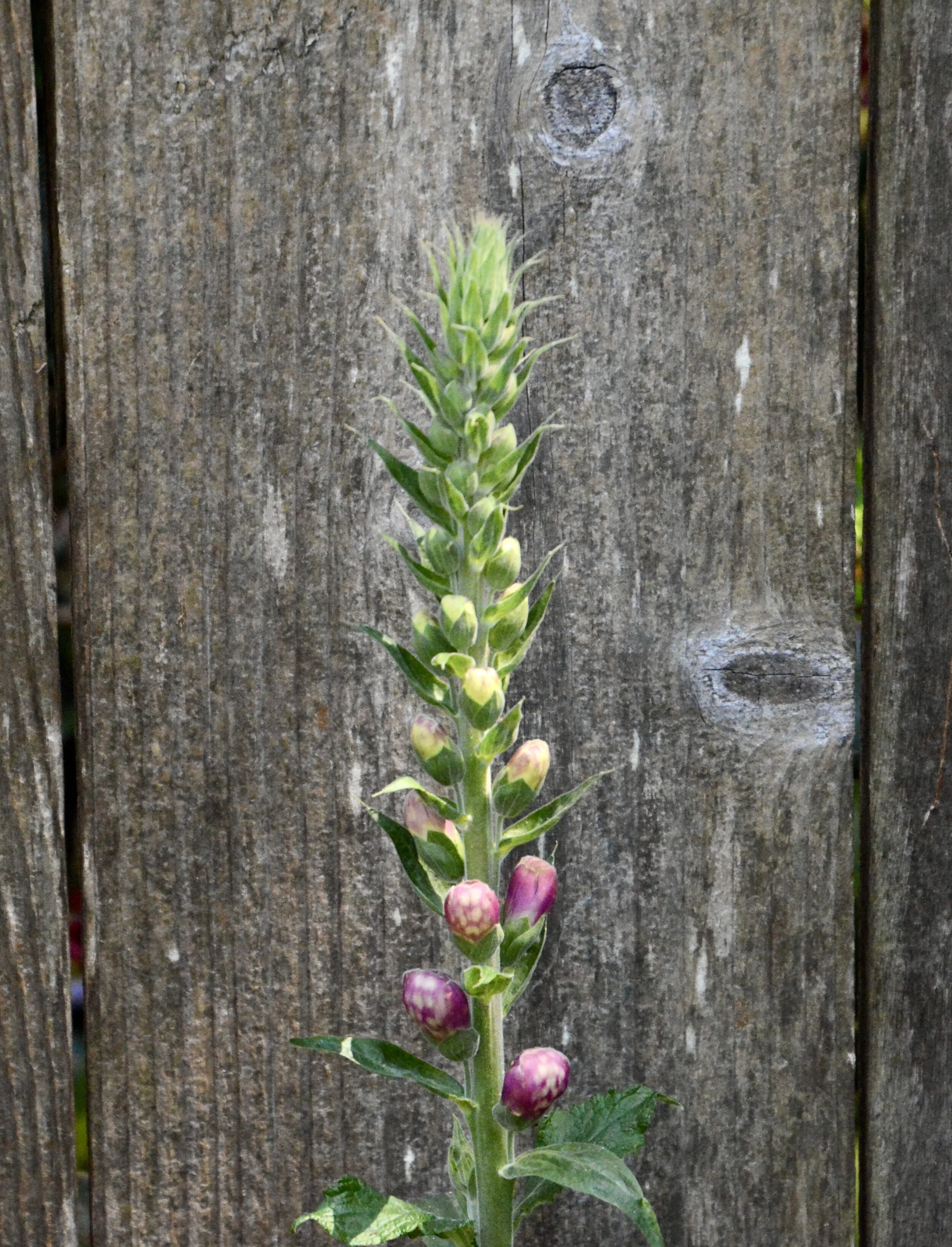 April 28, 2020, Time Goes By