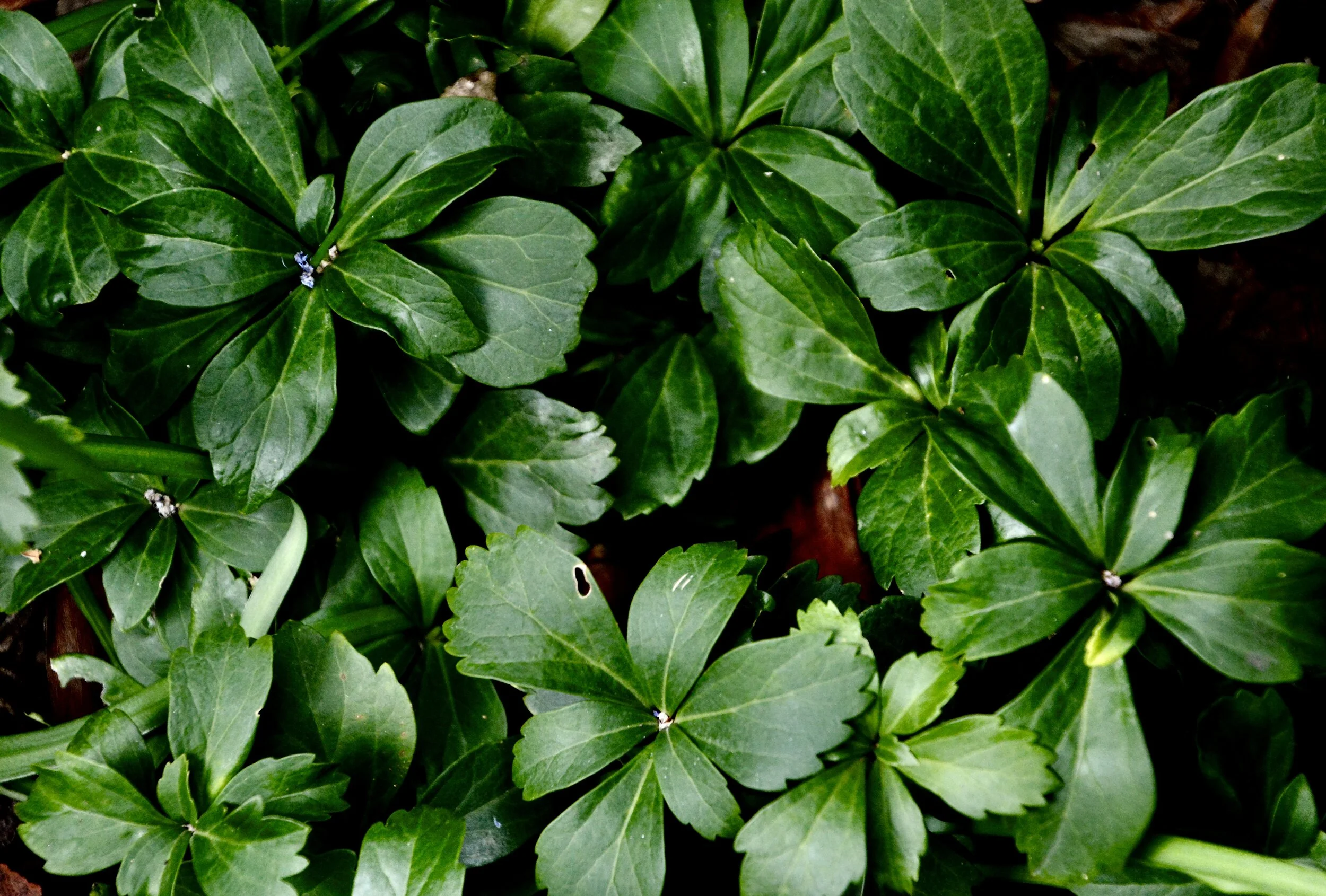 May 9, 2020: Remembrance