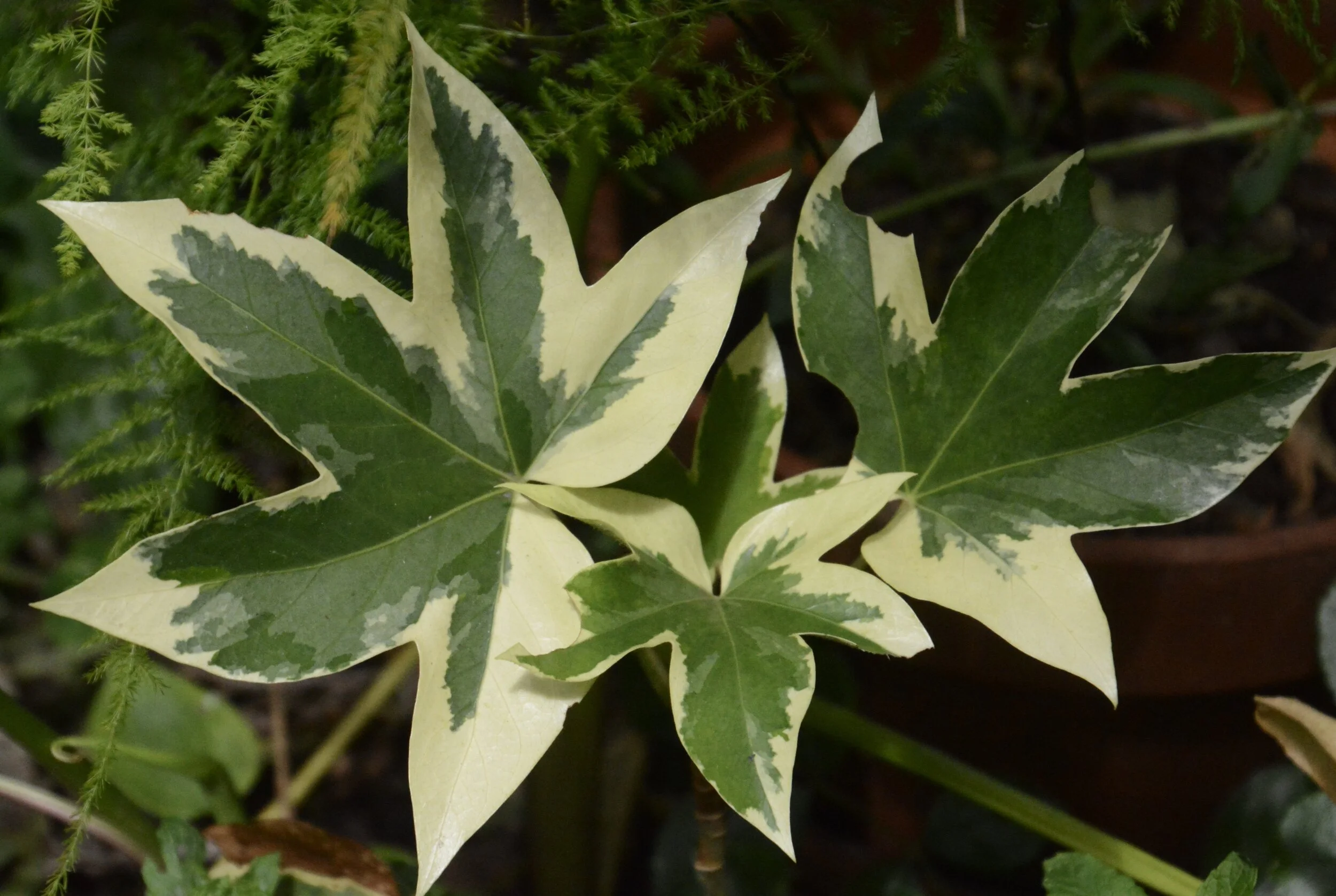 May 17, 2020: Hidden Dangers