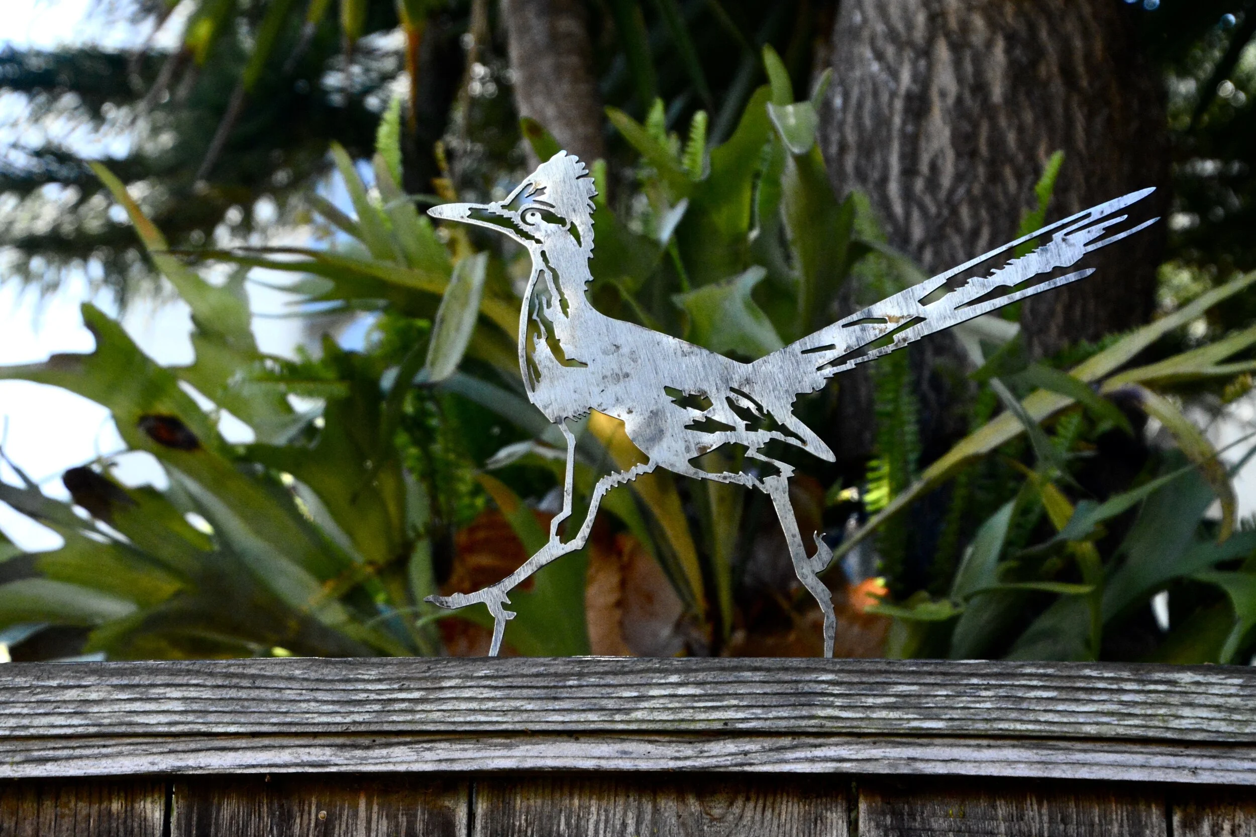 June 22, 2020: Missing the Birds