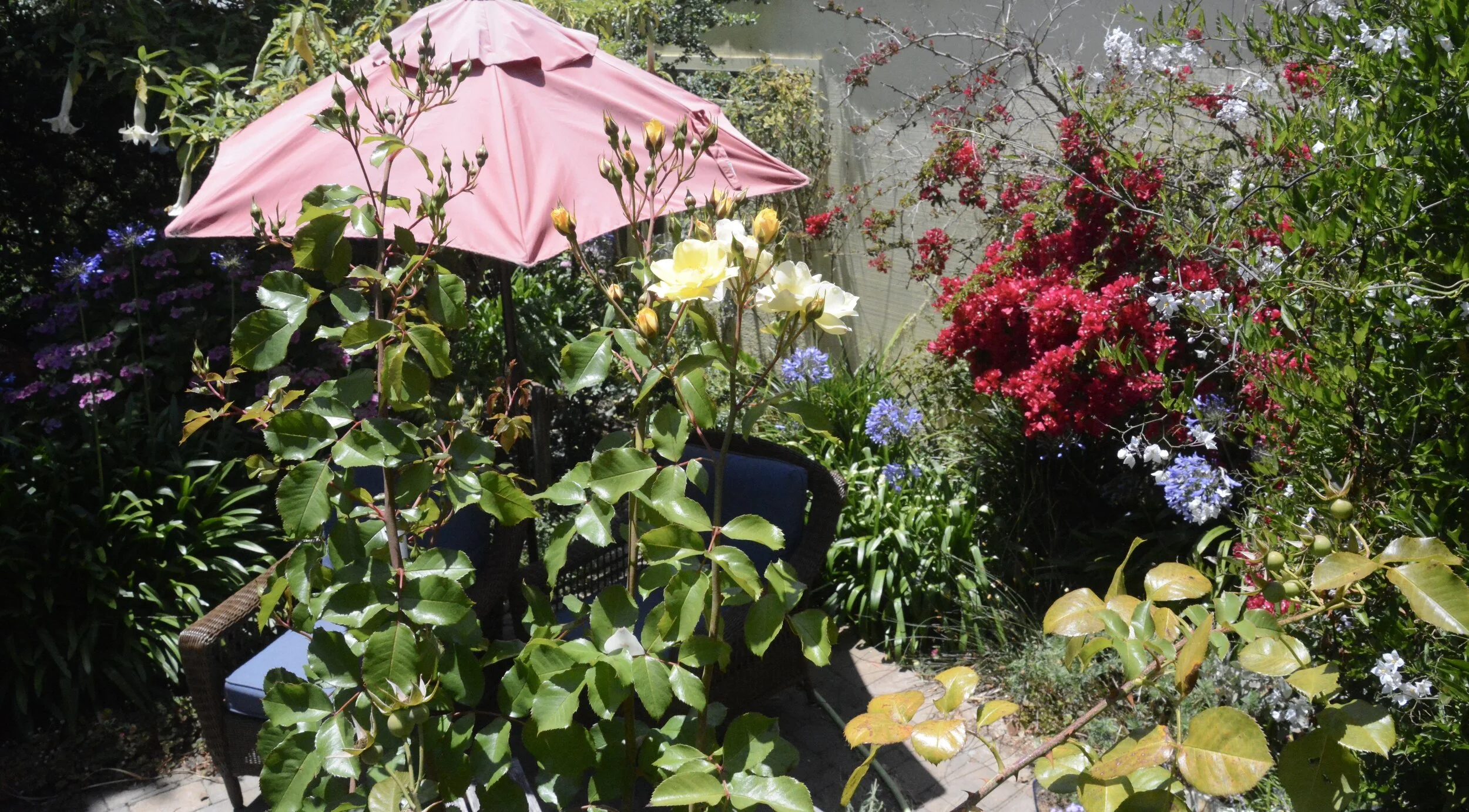 July 3, 2020: All Decked Out