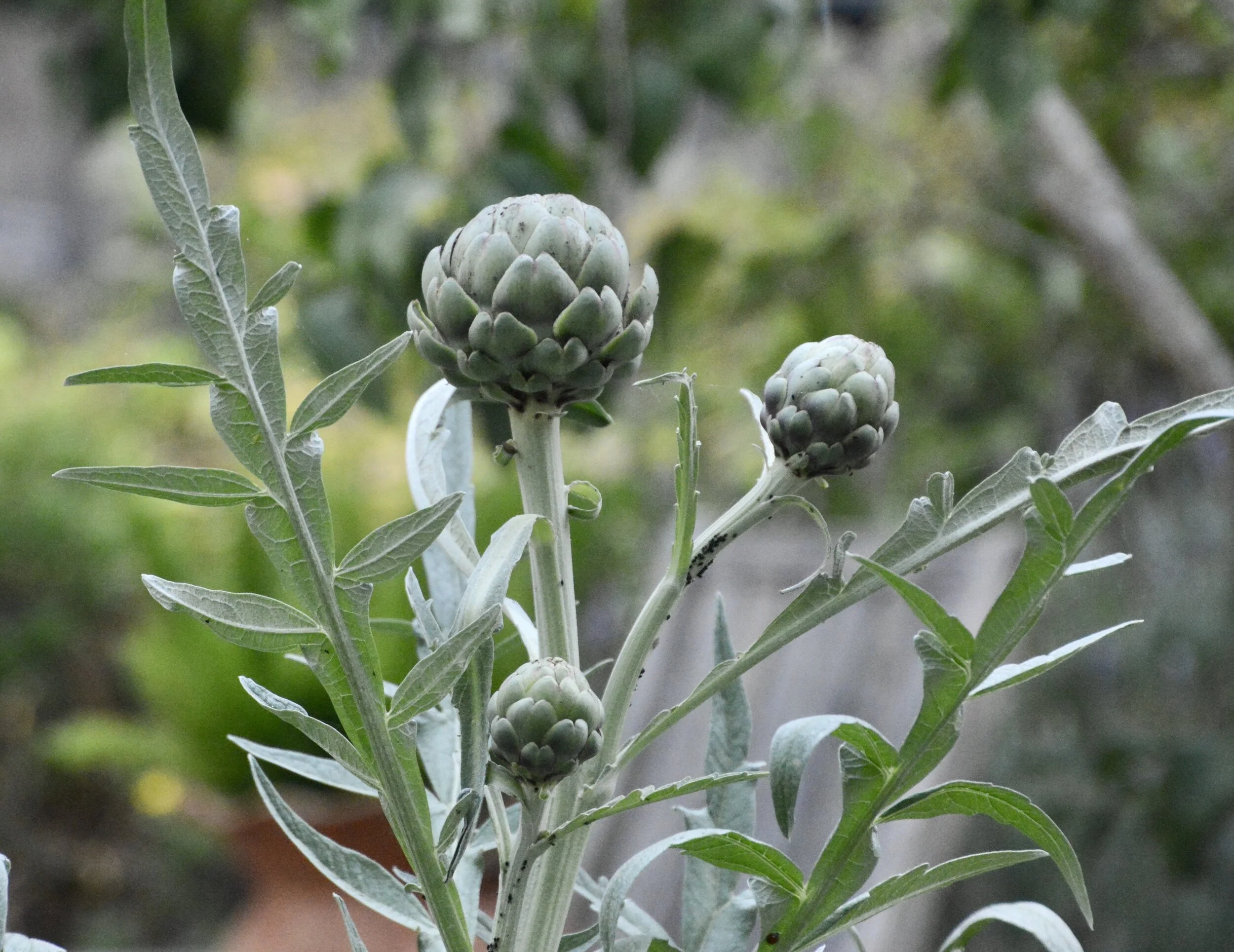 artichoke.jpeg
