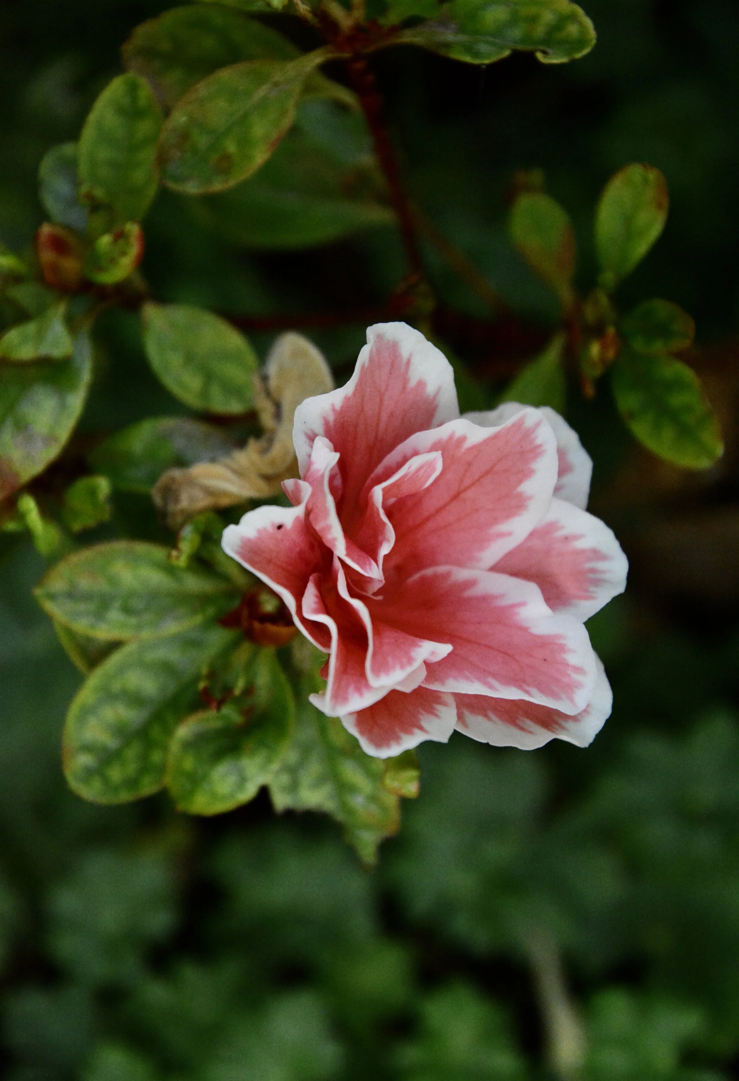 azalea.jpeg