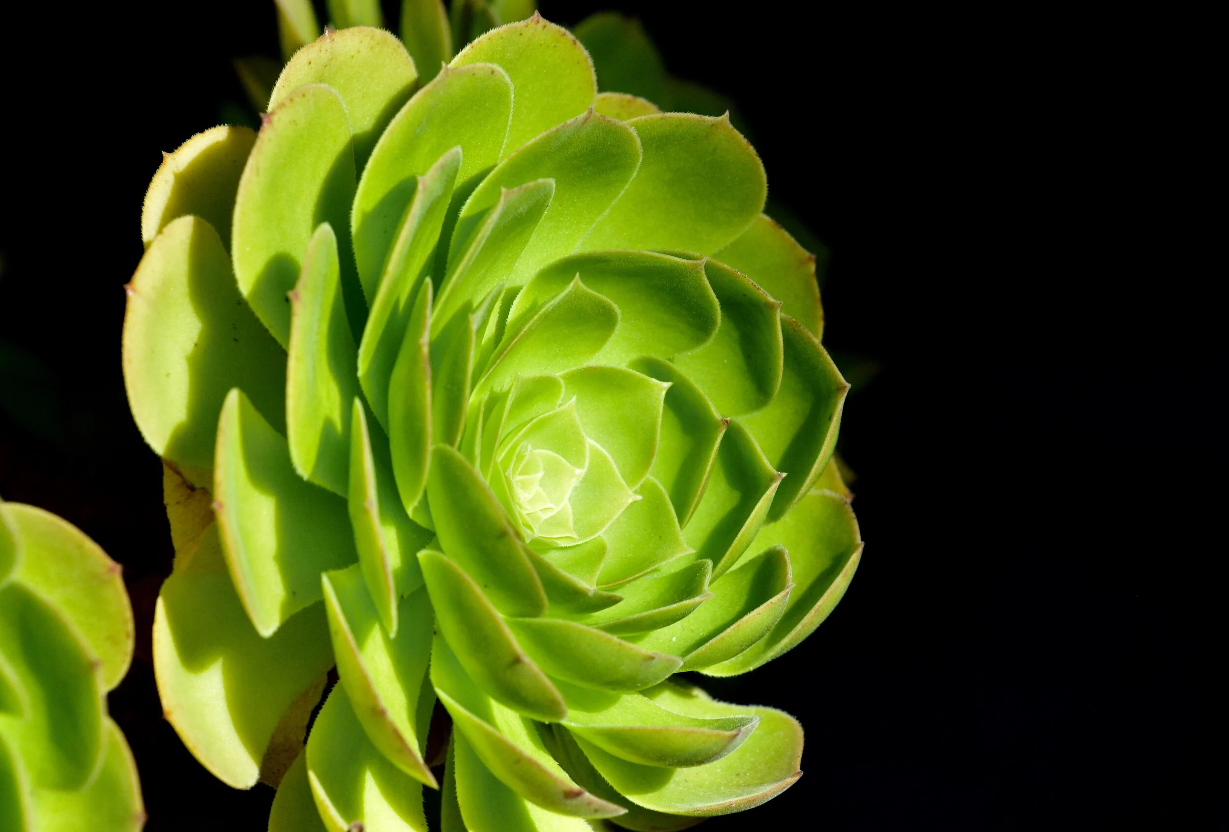 Aeonium.jpeg