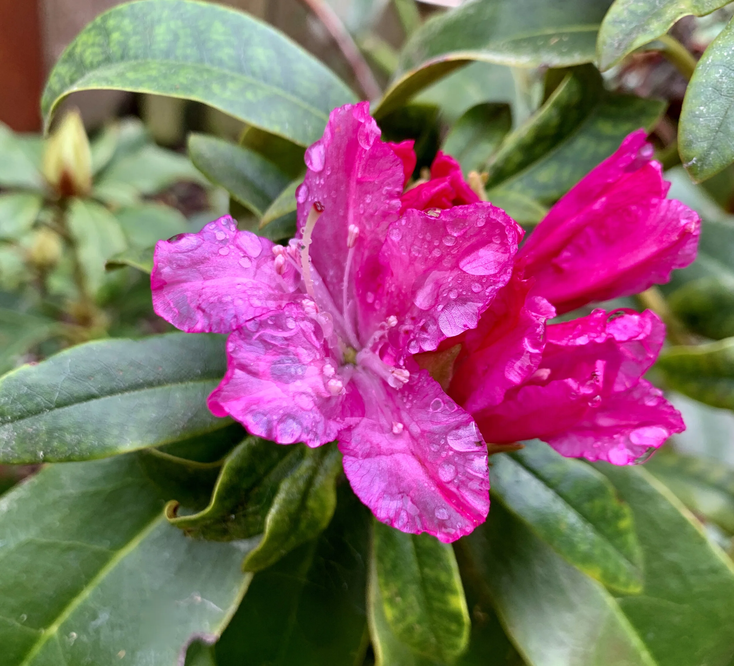 rhododendron.jpeg