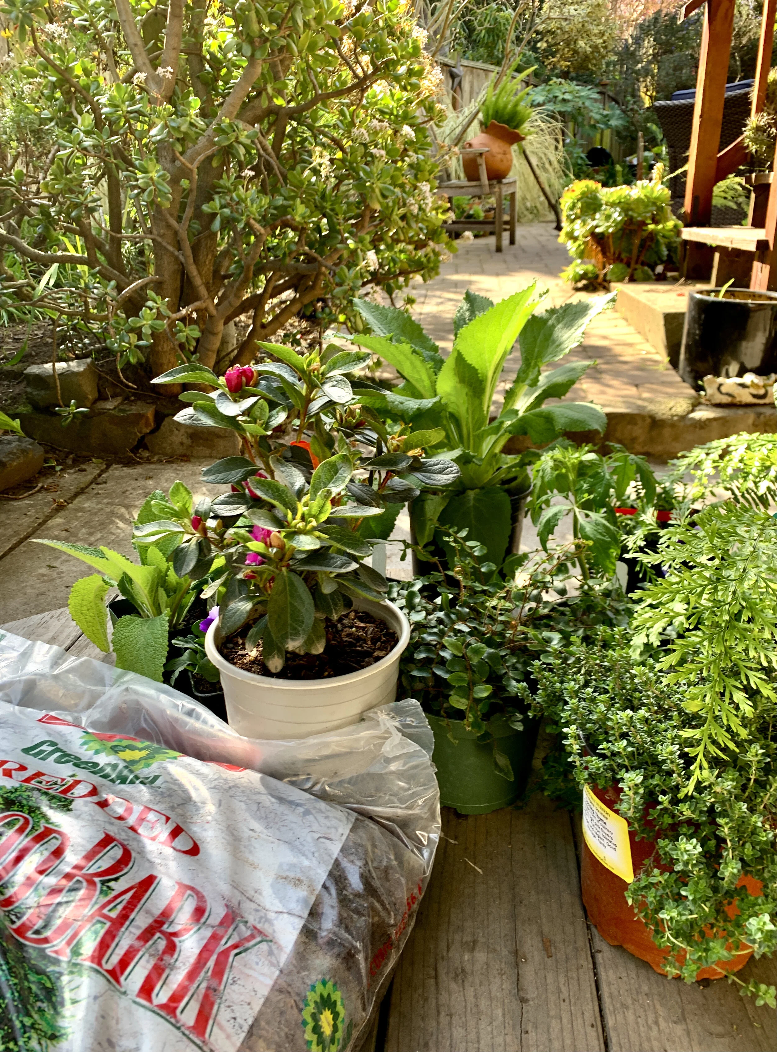 garden.jpeg