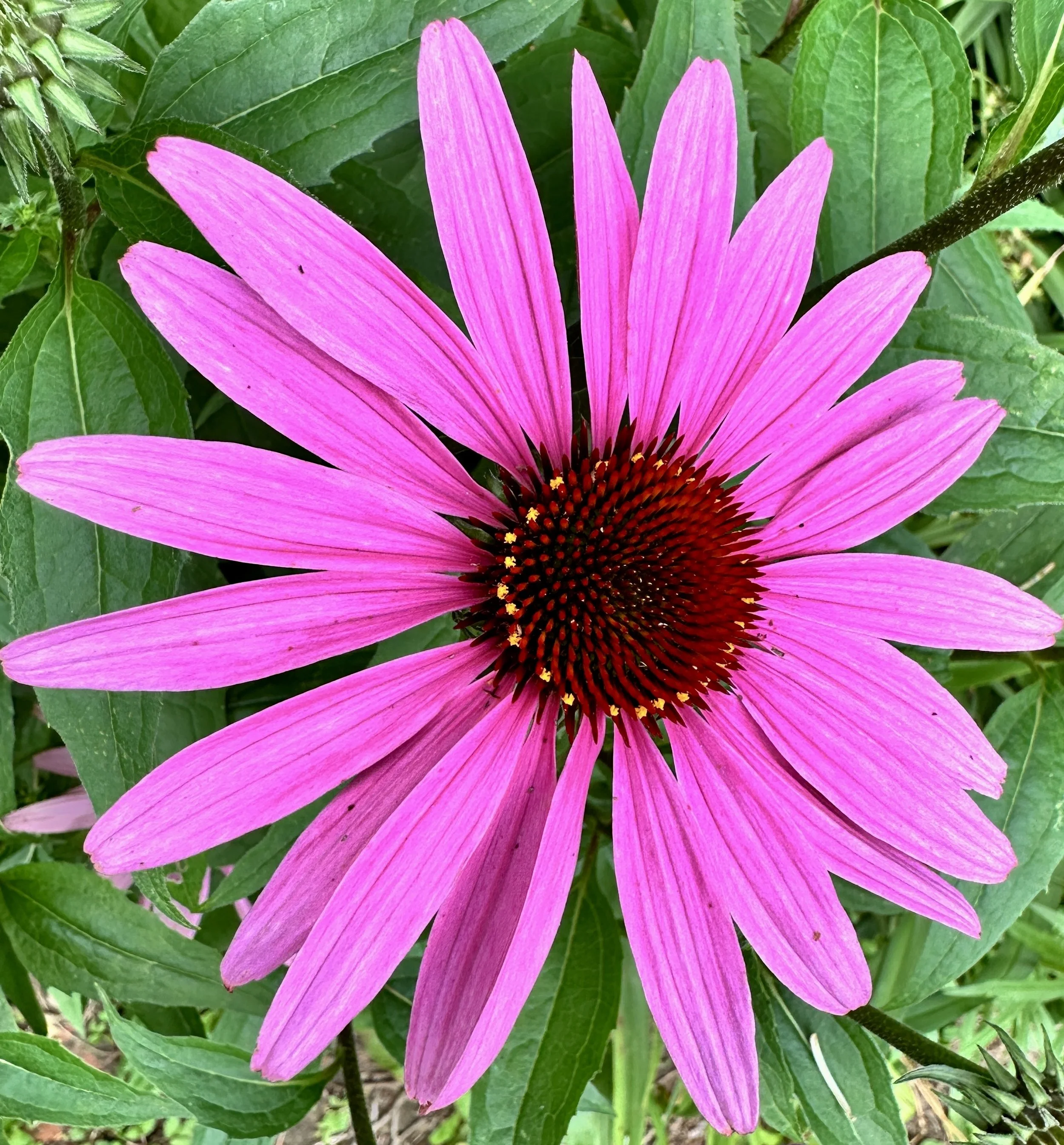 Backyard Haiku Week 20