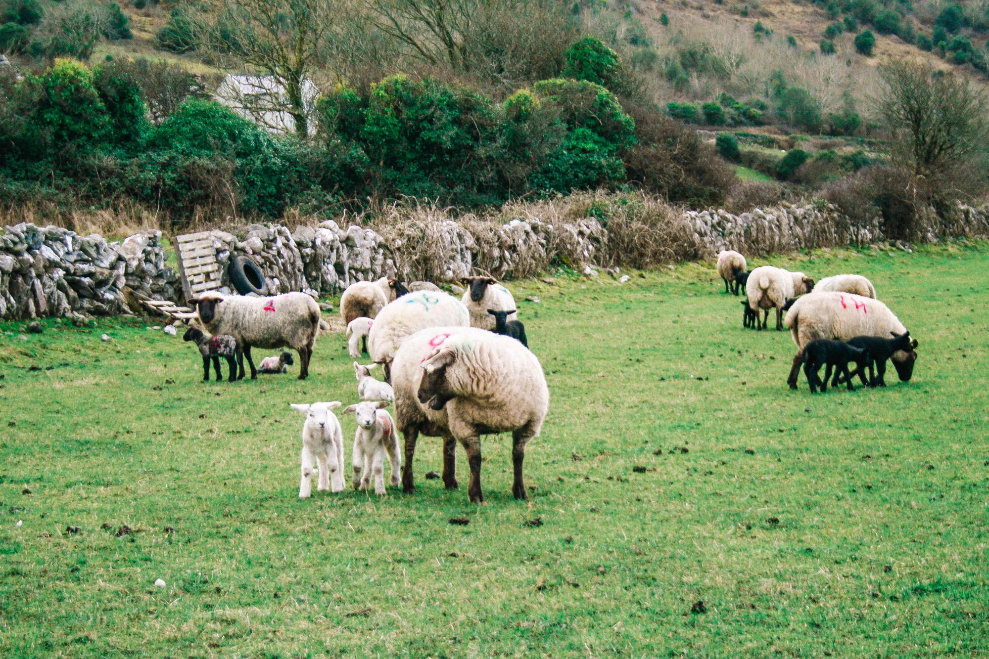Hike to a Castle- Ballyvaughan, Ireland | Kenslie-2.jpg