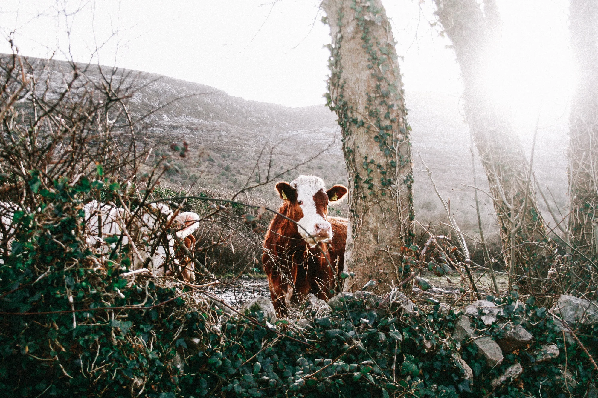 Hike to a Castle- Ballyvaughan, Ireland | Kenslie-21.jpg