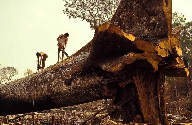 Deforestation of Amazon Rain Forest 