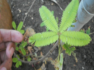 Makahiya plant responding to touch. Source . 