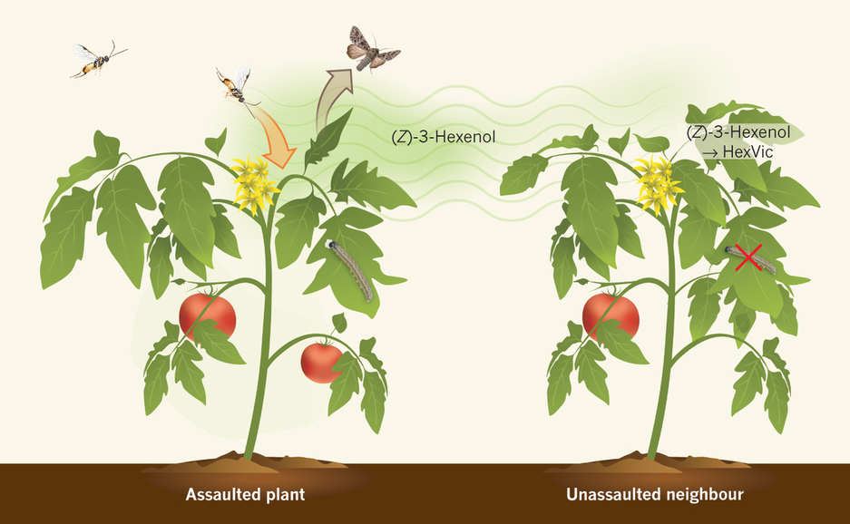 Plant transferring an airborne alarm signal. Source .