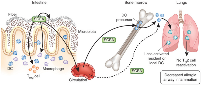 Increase in dietary fiber dampens allergic responses in the lung. Source . 
