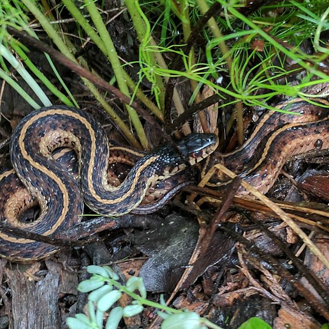 Garden snake
