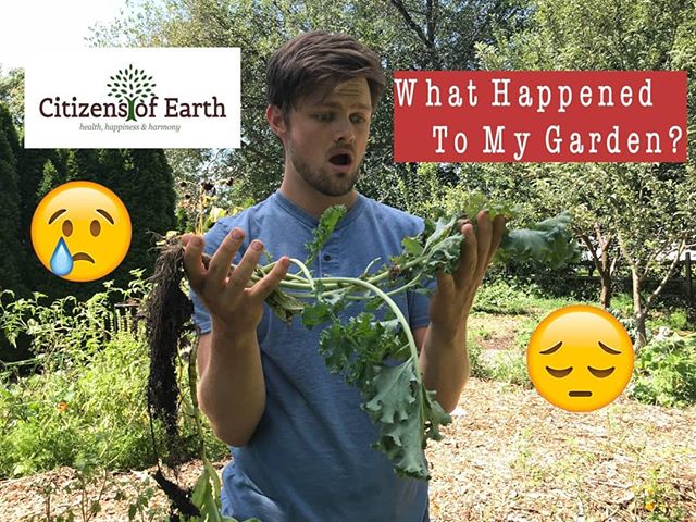 Oh no! The garden has been attacked! Link in bio for new video!
Next episode will be a refreshing treat so please stay tuned. 😉
#CitizensofEarth #Garden #Organic #Permaculture #Ediblelandscape #Fresh #Health #Happiness #Harmony #Sustainable
#foodforest
#community #homegarden #outdoors #fun #grow
#plant #planting #vegetable #health #healthy
#natural #nature #lifestyle #organic
#flower #deer