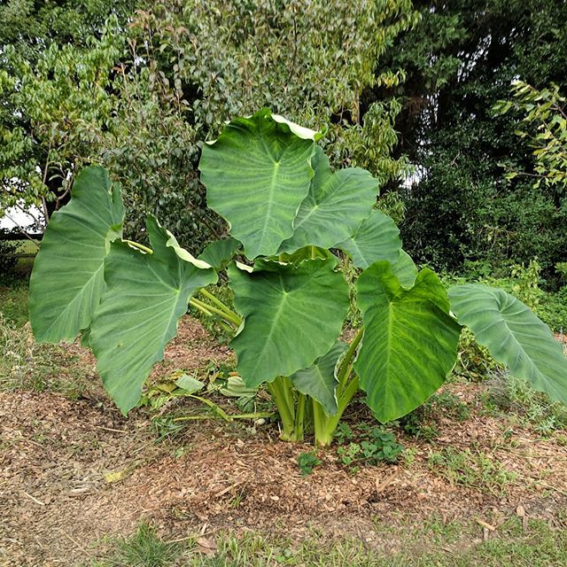 No wonder they call it elephant ear! This thing knows how to grow!