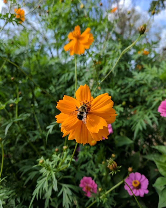 Fall flowers are abundant! New video coming out soon! The video will show how flowers in the garden support our beneficial bees, butterflies, and hummingbirds.