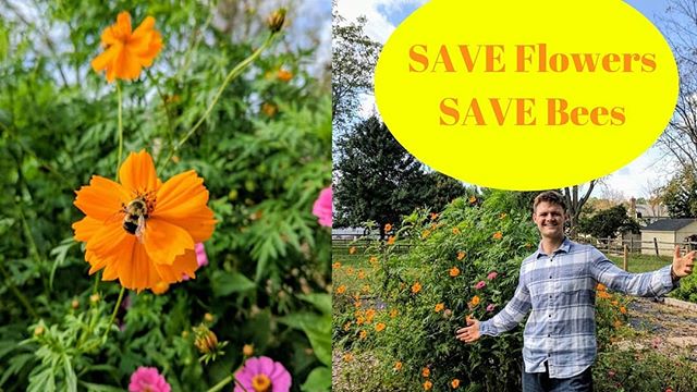 Save the bees by saving seeds! 🐝 One of my passions for gardening is the experience of living in harmony with nature and it is an incredible feeling to see the positive influence a garden may have on our ecosystem!
Flowers are vital for bees and in this video I show how to save seeds and how flowers help save our bees! 🌻🐝