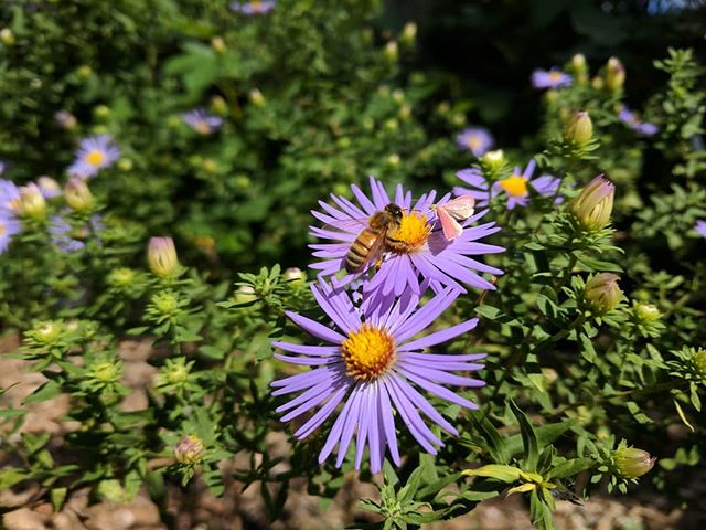 Aster flowers are late blooming, pollinator loving, violet colored, a great adition of beauty and function to our fall garden!