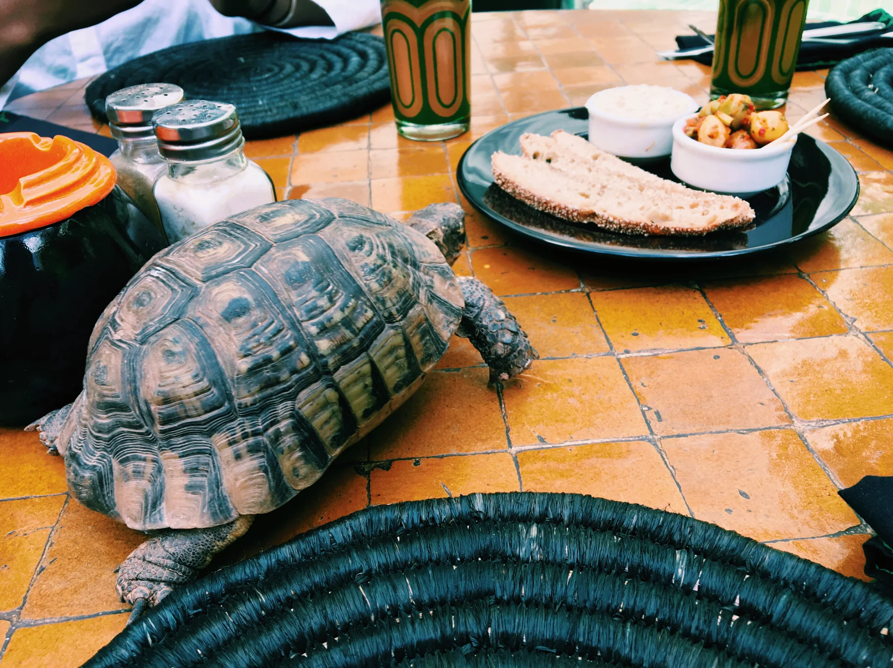 charlotte the turtle