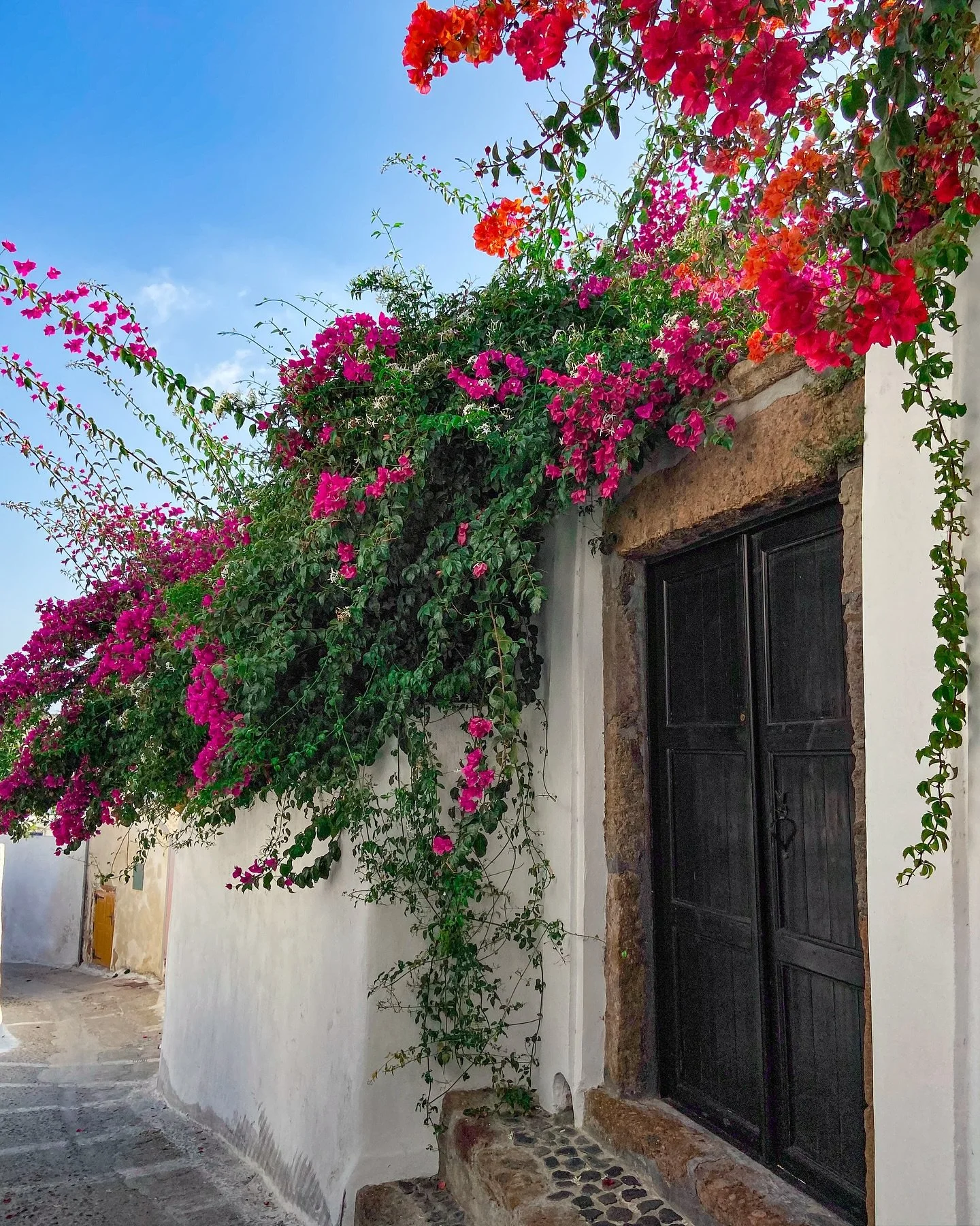 bougainvillea: the colours of summer 🌺🌸

#bougainvillea #santorini #mediterranean #slowtravelling #greekislands #theartofliving #prettylittleitaly