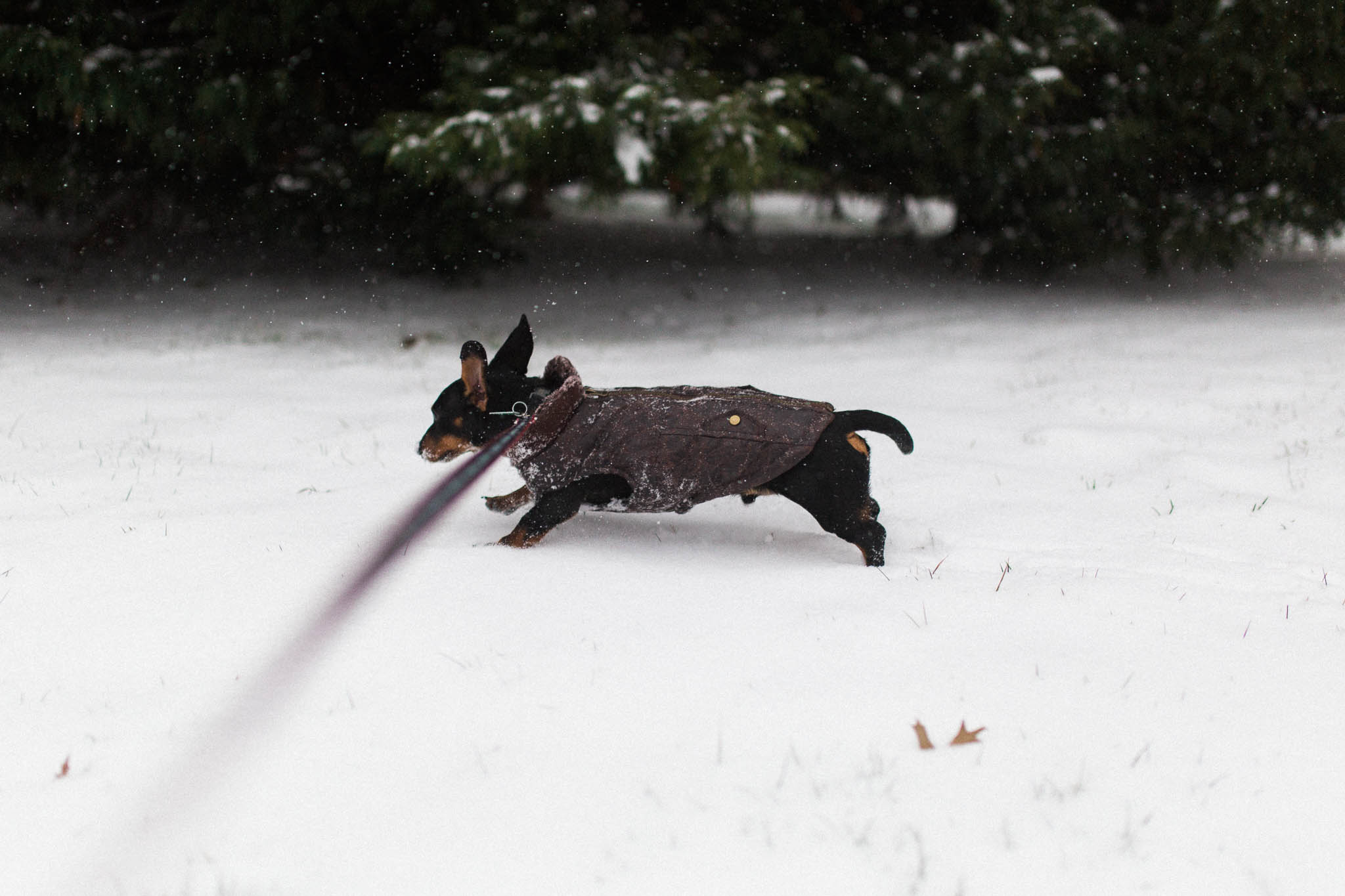 My baby's first snow <3