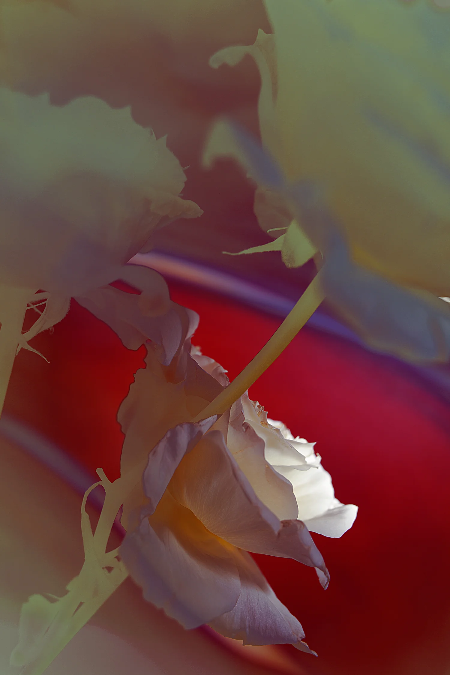 9 February 2019 No. 3975