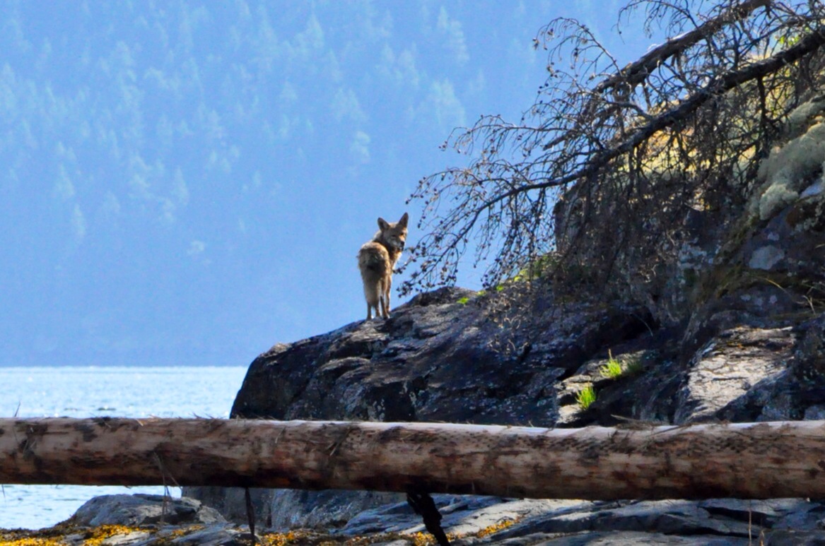 Mr Wile E Coyote