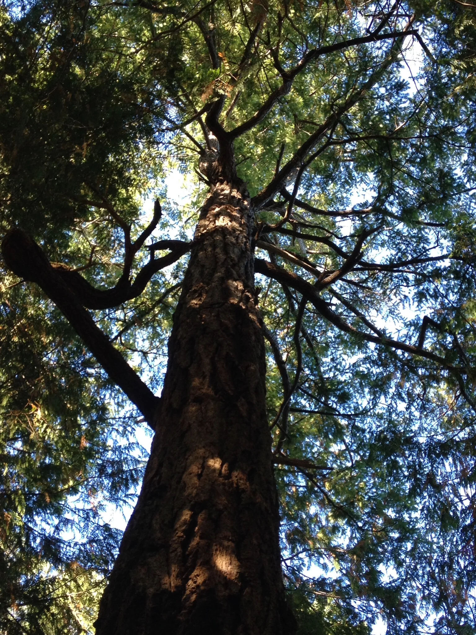 big old island tree